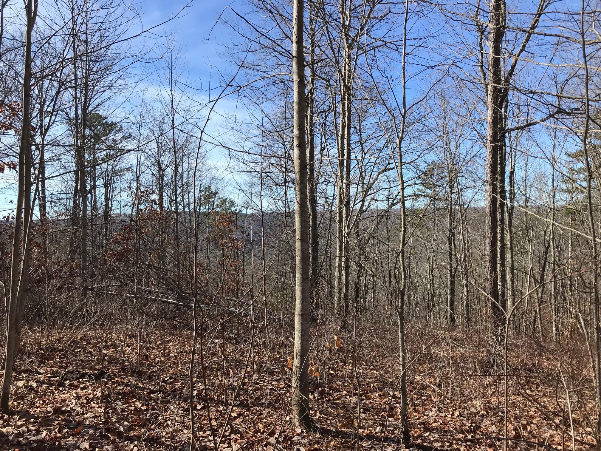 Chestnut Oak Drive #309, Dunlap, Tennessee image 4