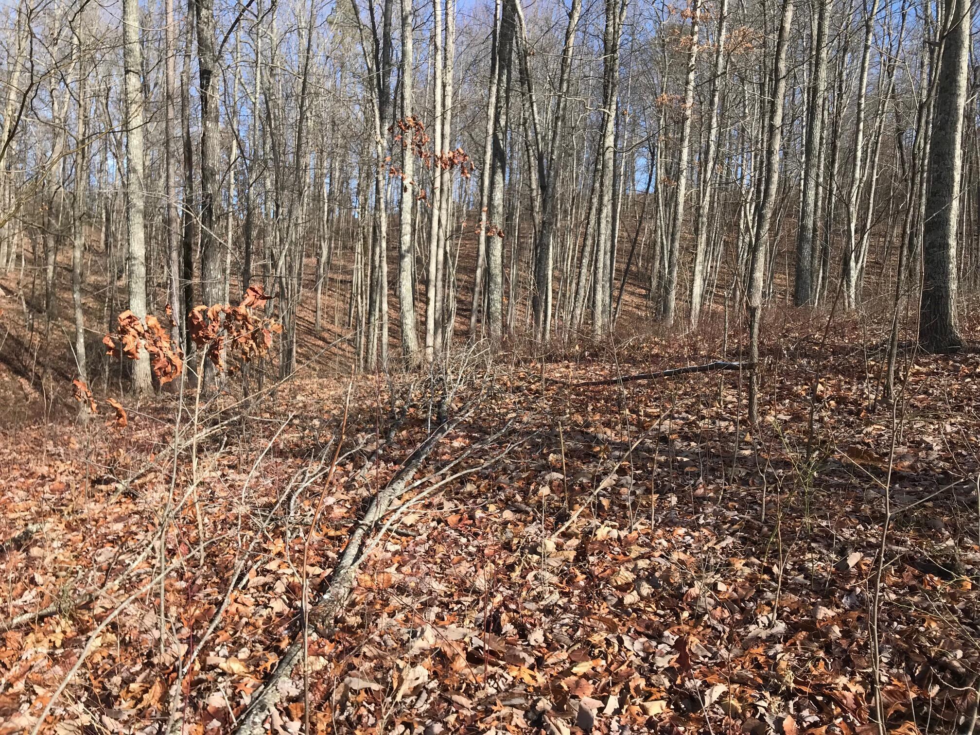 Chestnut Oak Drive #309, Dunlap, Tennessee image 6