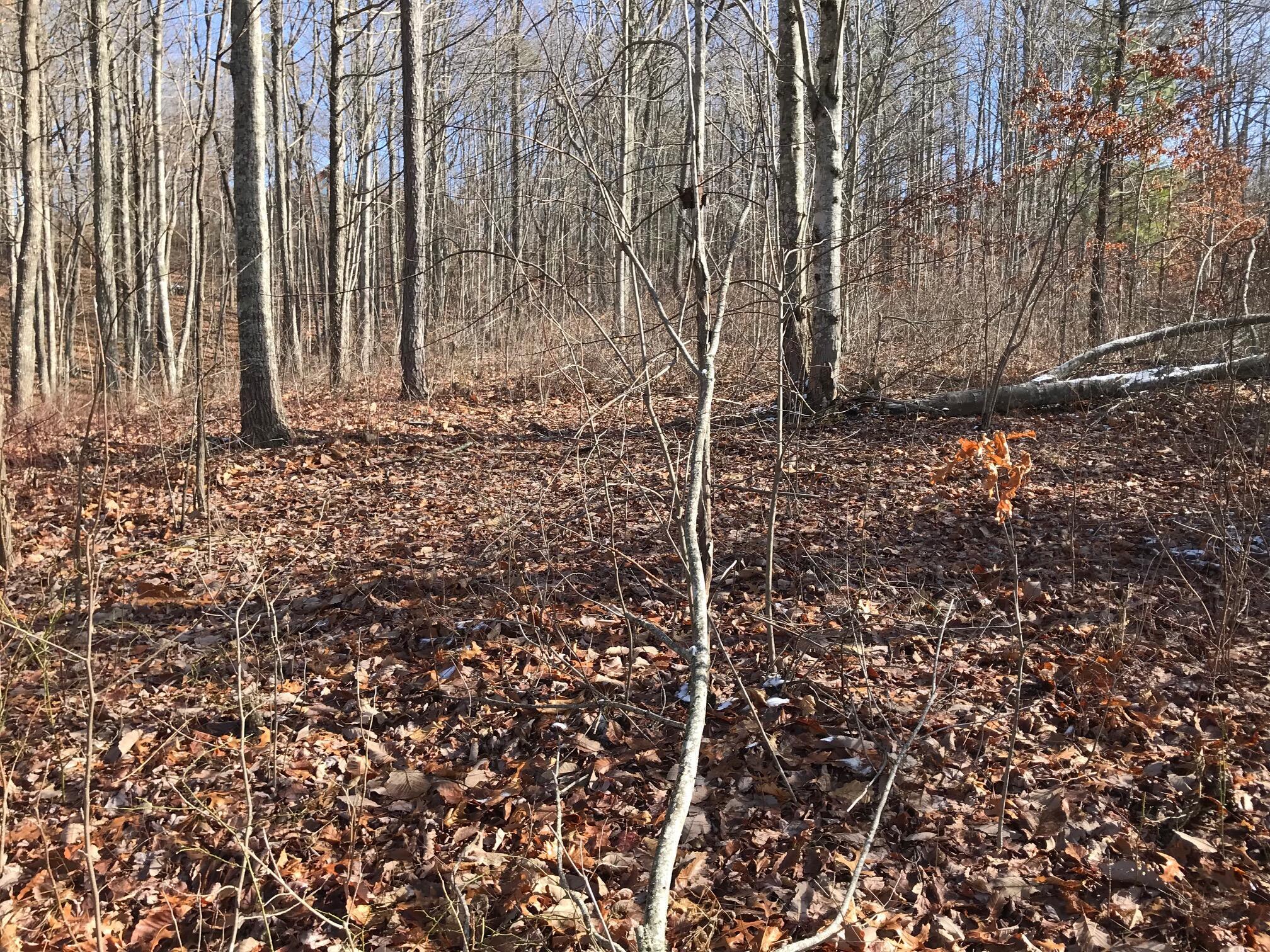 Chestnut Oak Drive #309, Dunlap, Tennessee image 19