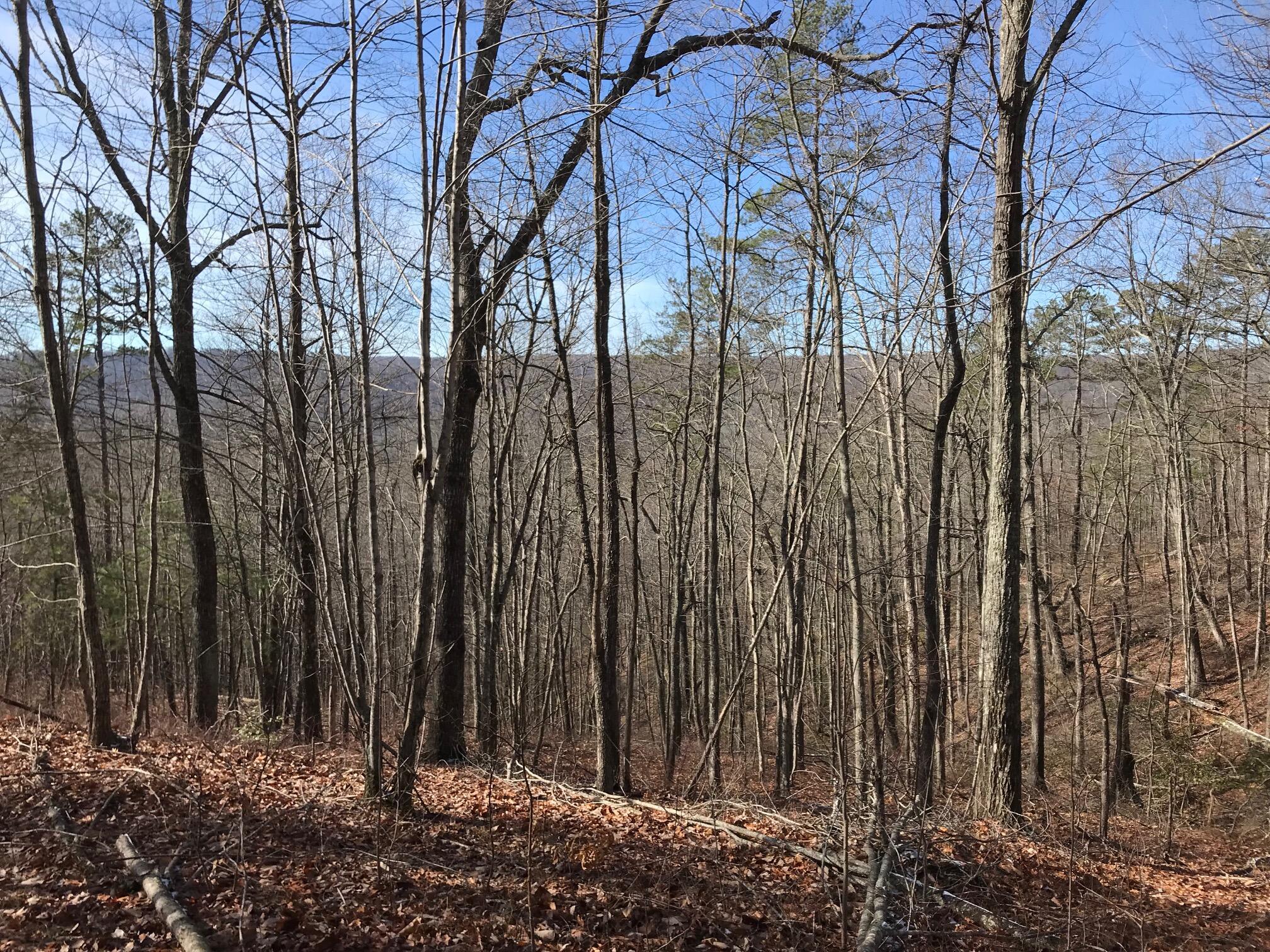 Chestnut Oak Drive #309, Dunlap, Tennessee image 2