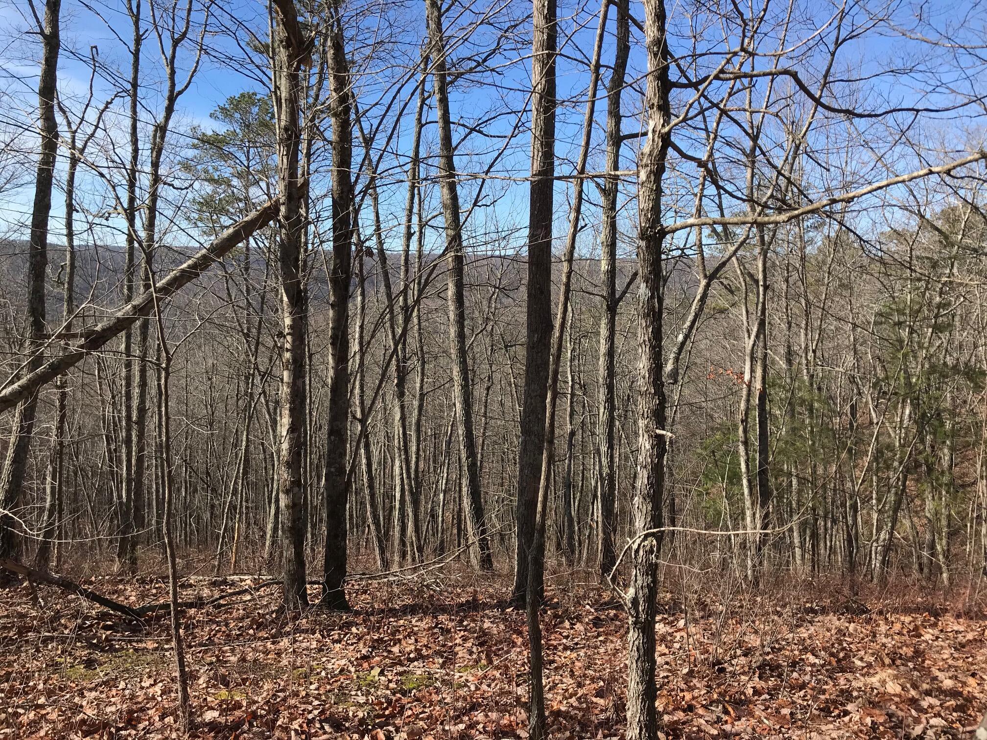 Chestnut Oak Drive #309, Dunlap, Tennessee image 5