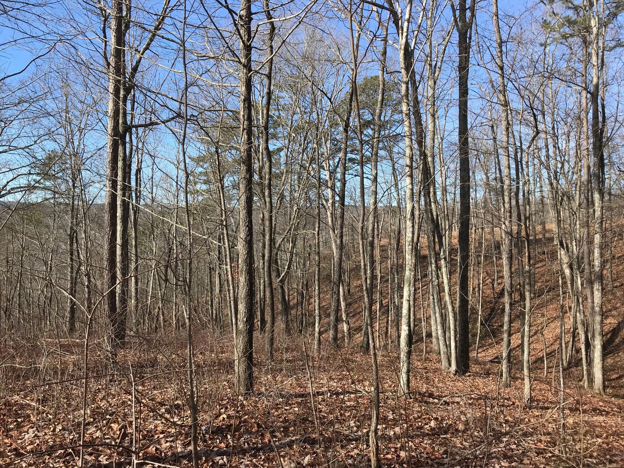 Chestnut Oak Drive #309, Dunlap, Tennessee image 1