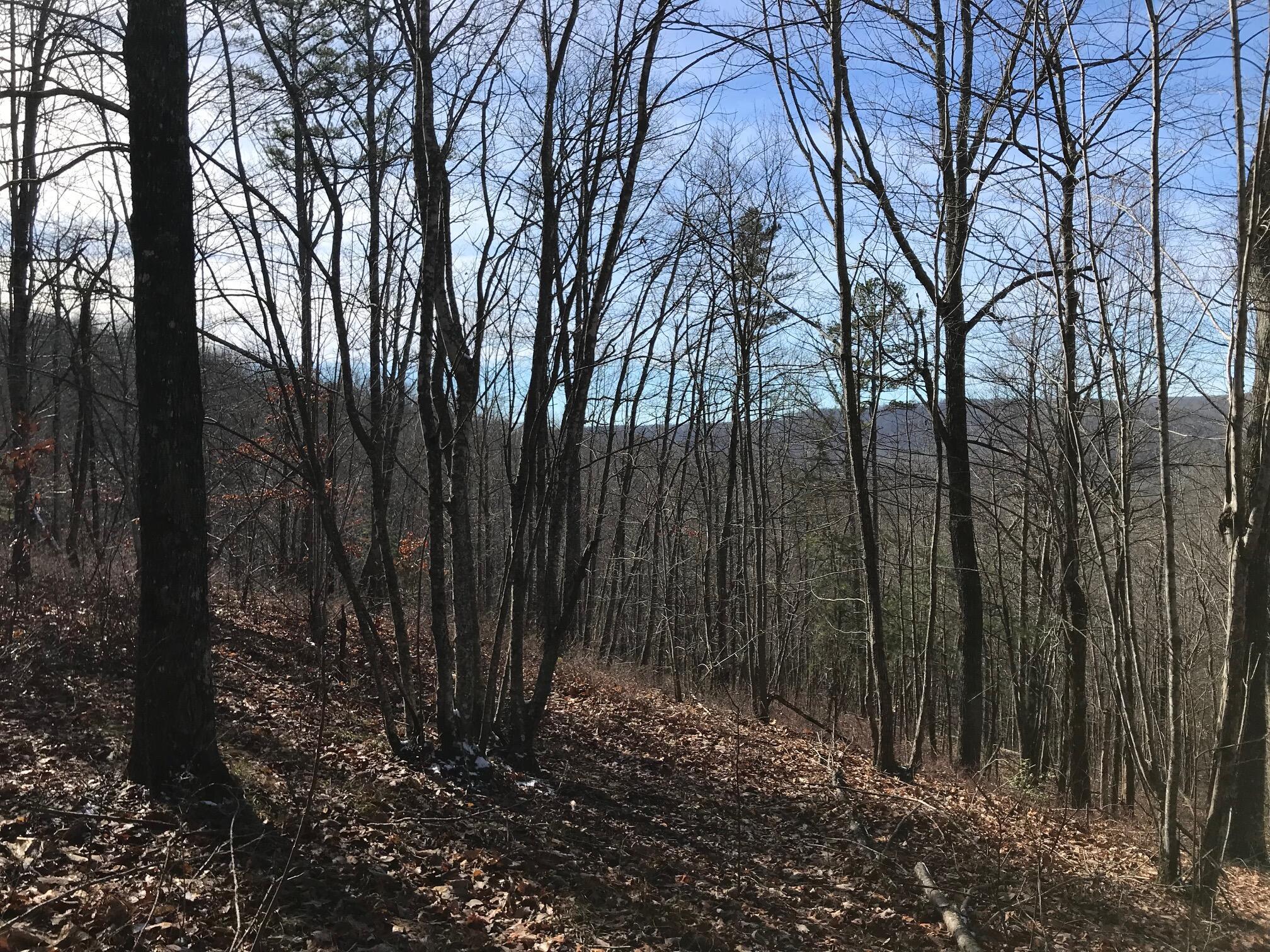Chestnut Oak Drive #309, Dunlap, Tennessee image 17