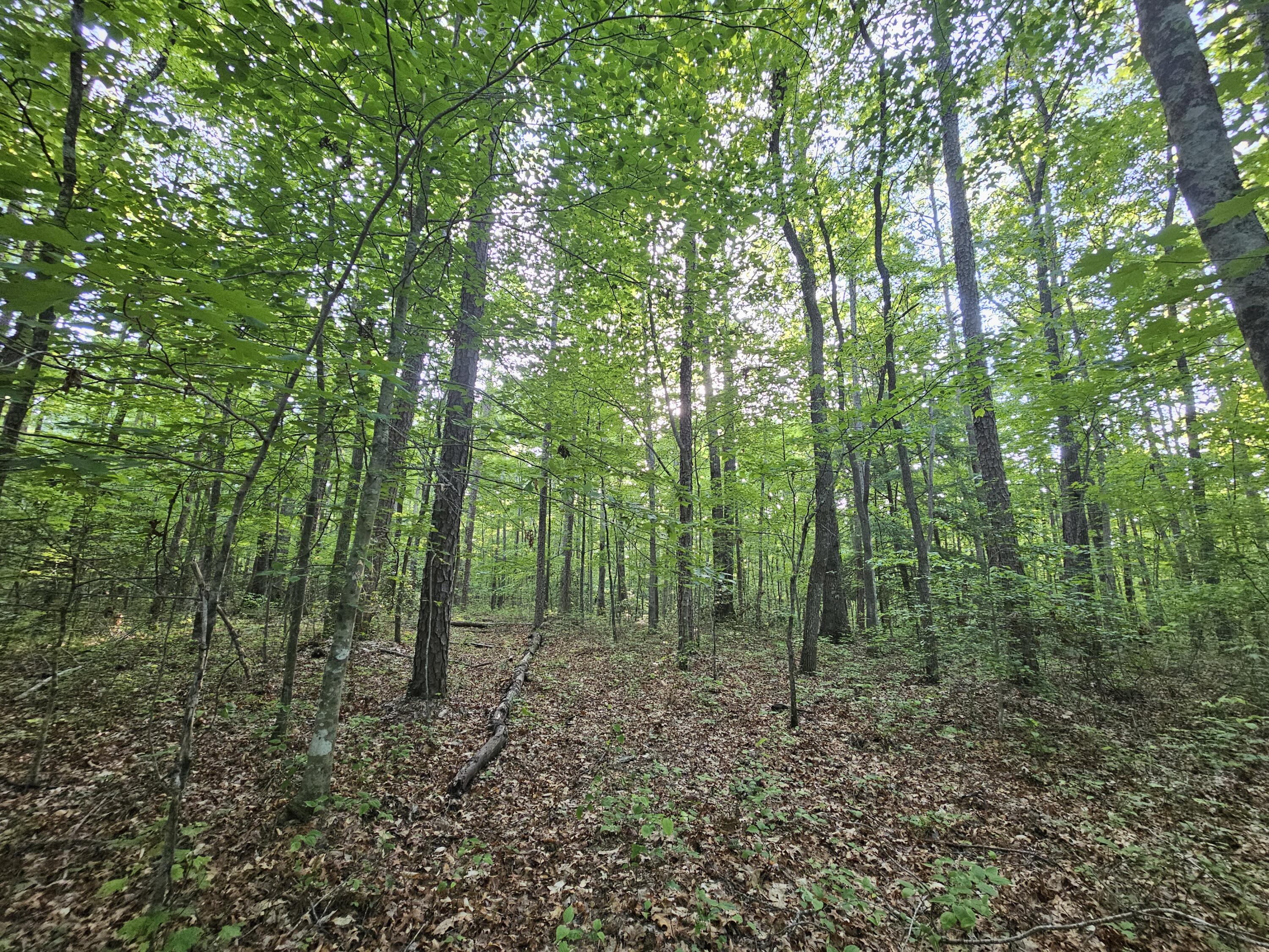 3 Savage Highland Drive #SW1D, Coalmont, Tennessee image 3
