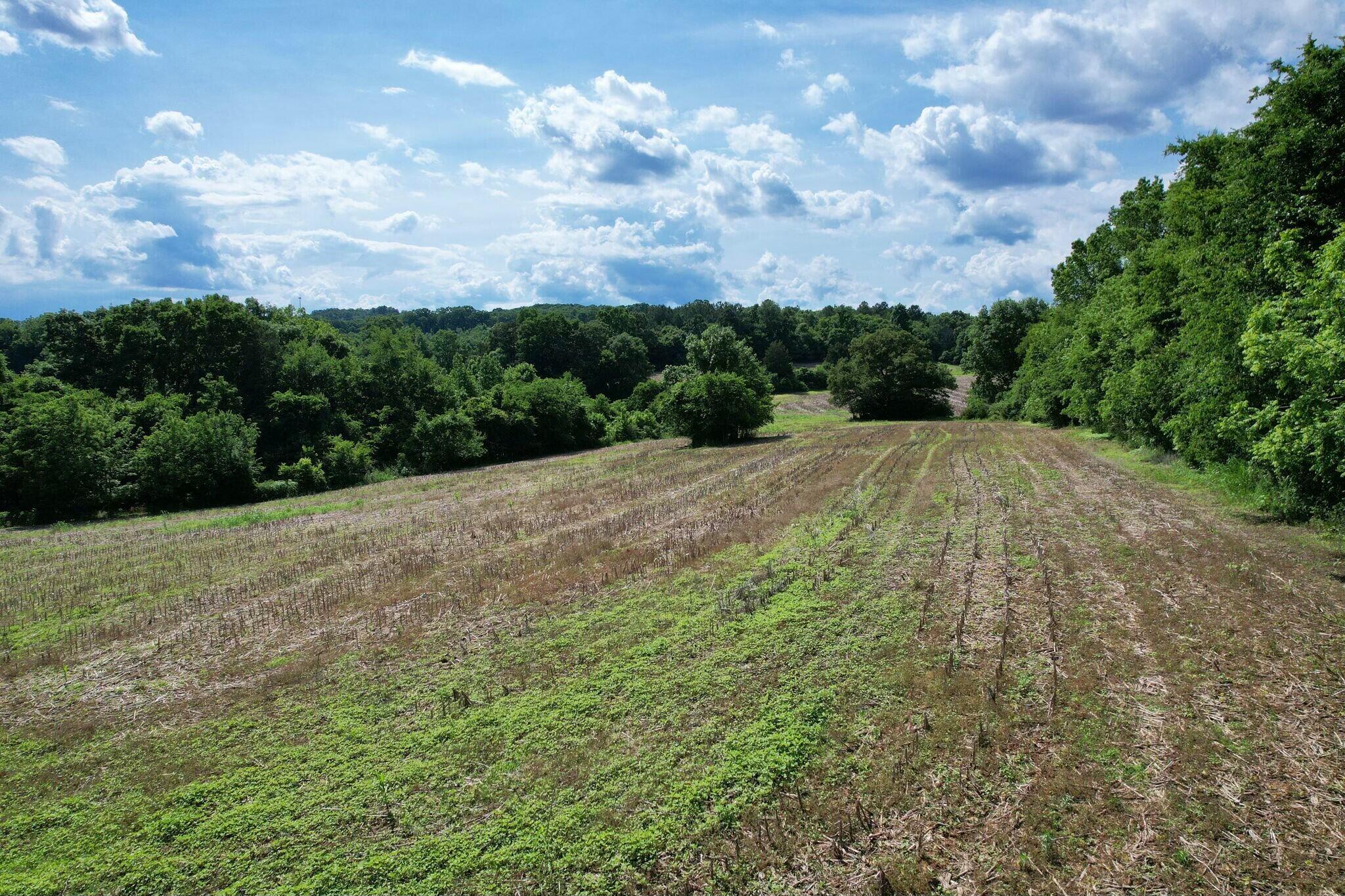 Lankford Ridge 4 Road, Decatur, Tennessee image 9