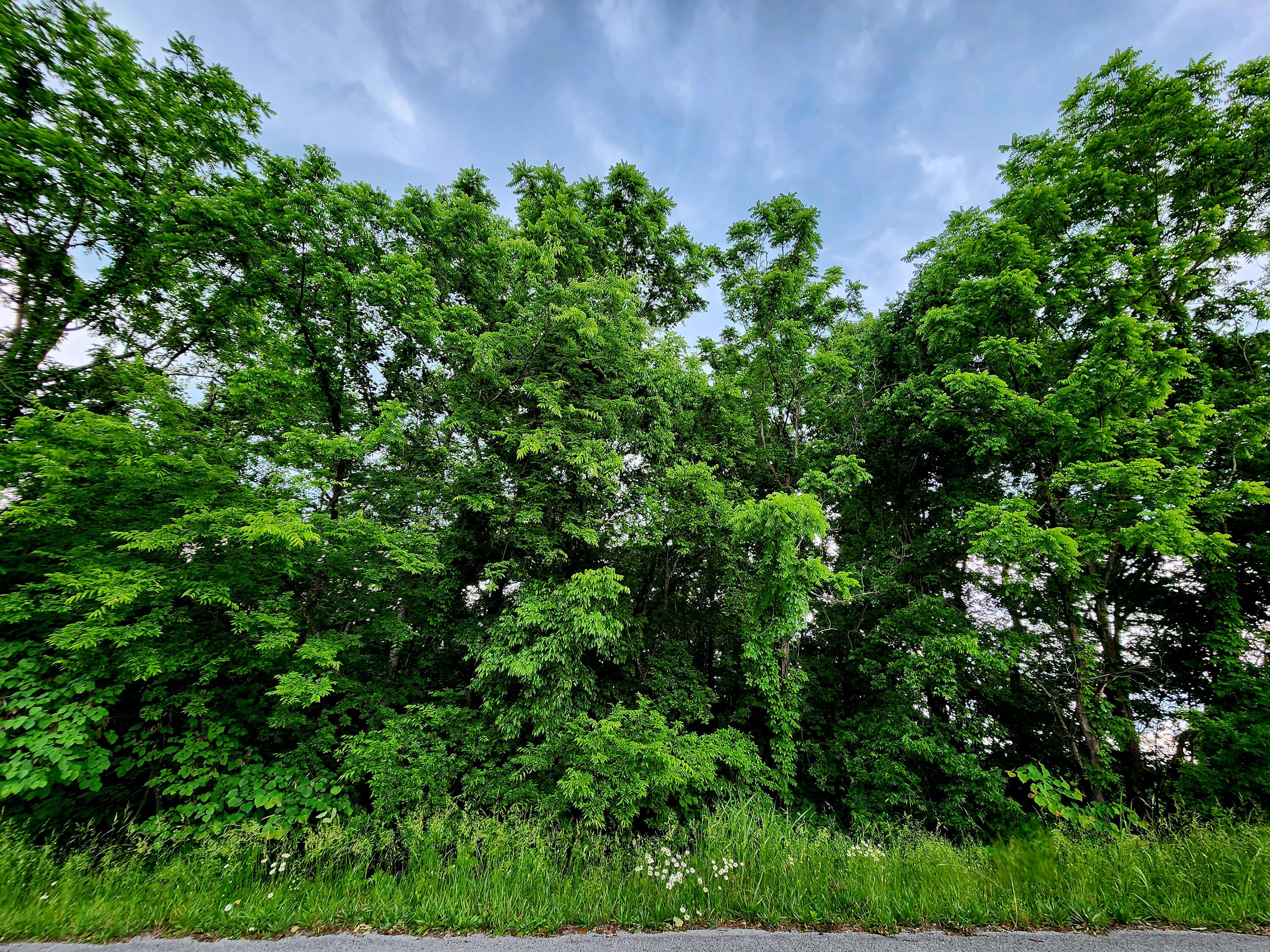 Ashley Lane #53, Dayton, Tennessee image 1