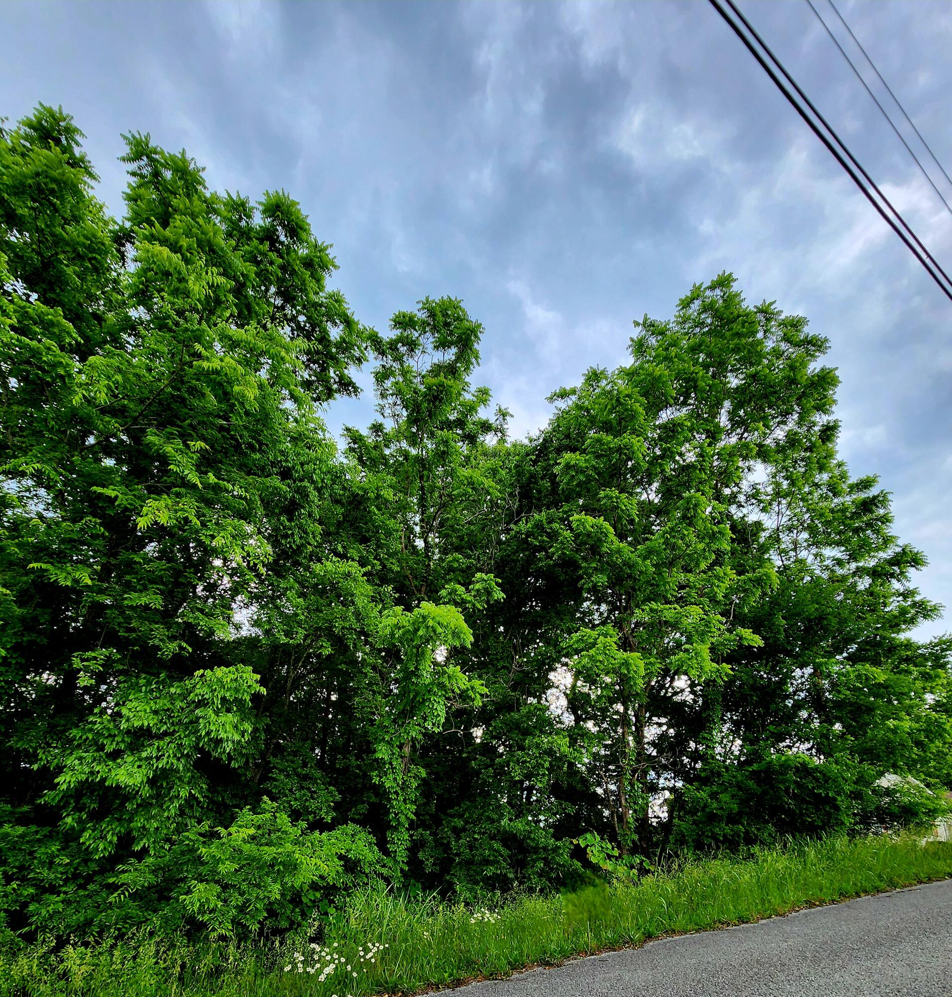 Ashley Lane #53, Dayton, Tennessee image 3