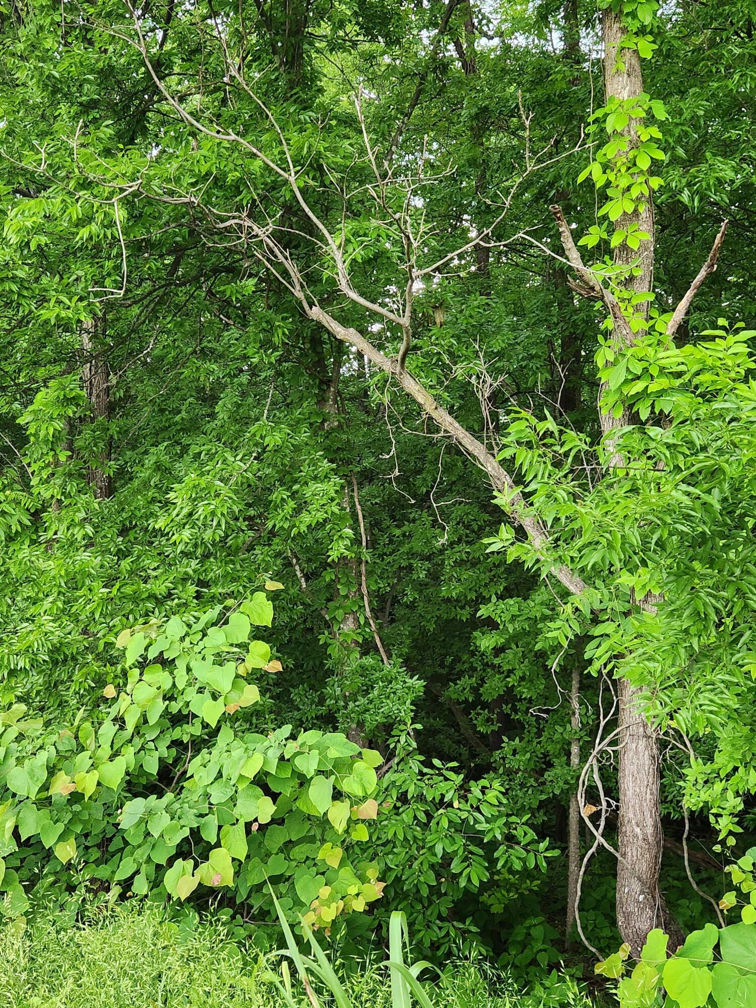 Ashley Lane #53, Dayton, Tennessee image 10