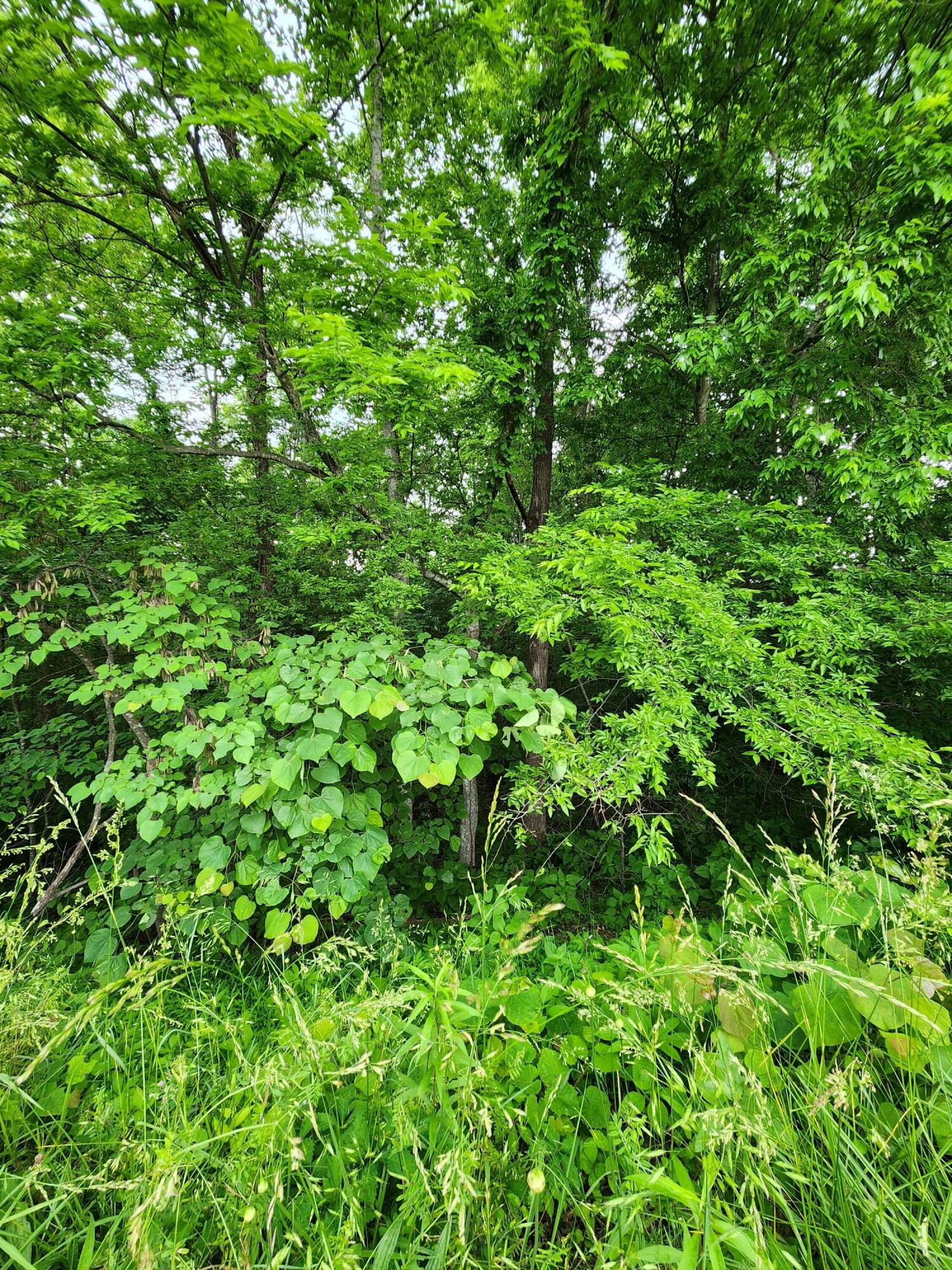 Ashley Lane #53, Dayton, Tennessee image 6