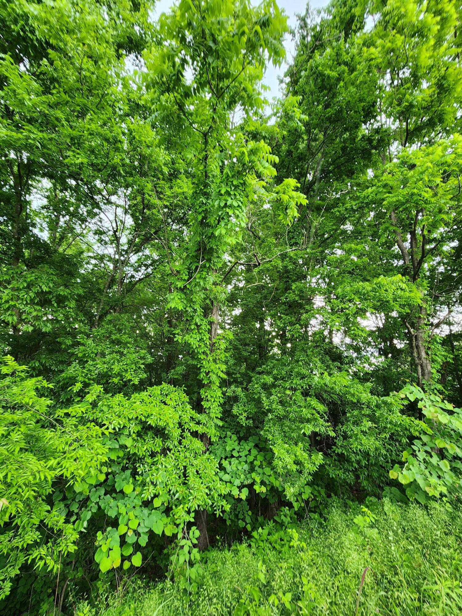 Ashley Lane #53, Dayton, Tennessee image 8