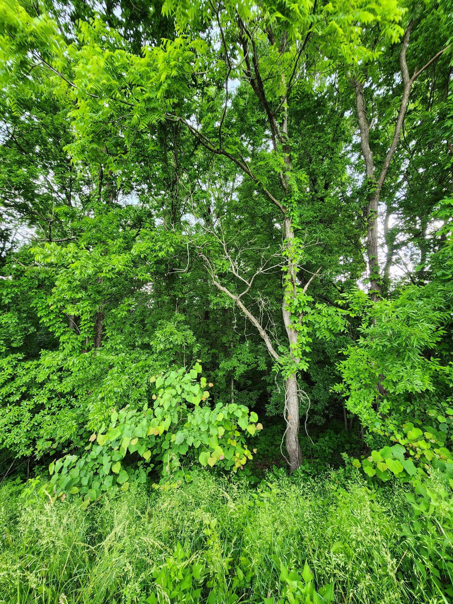 Ashley Lane #53, Dayton, Tennessee image 5