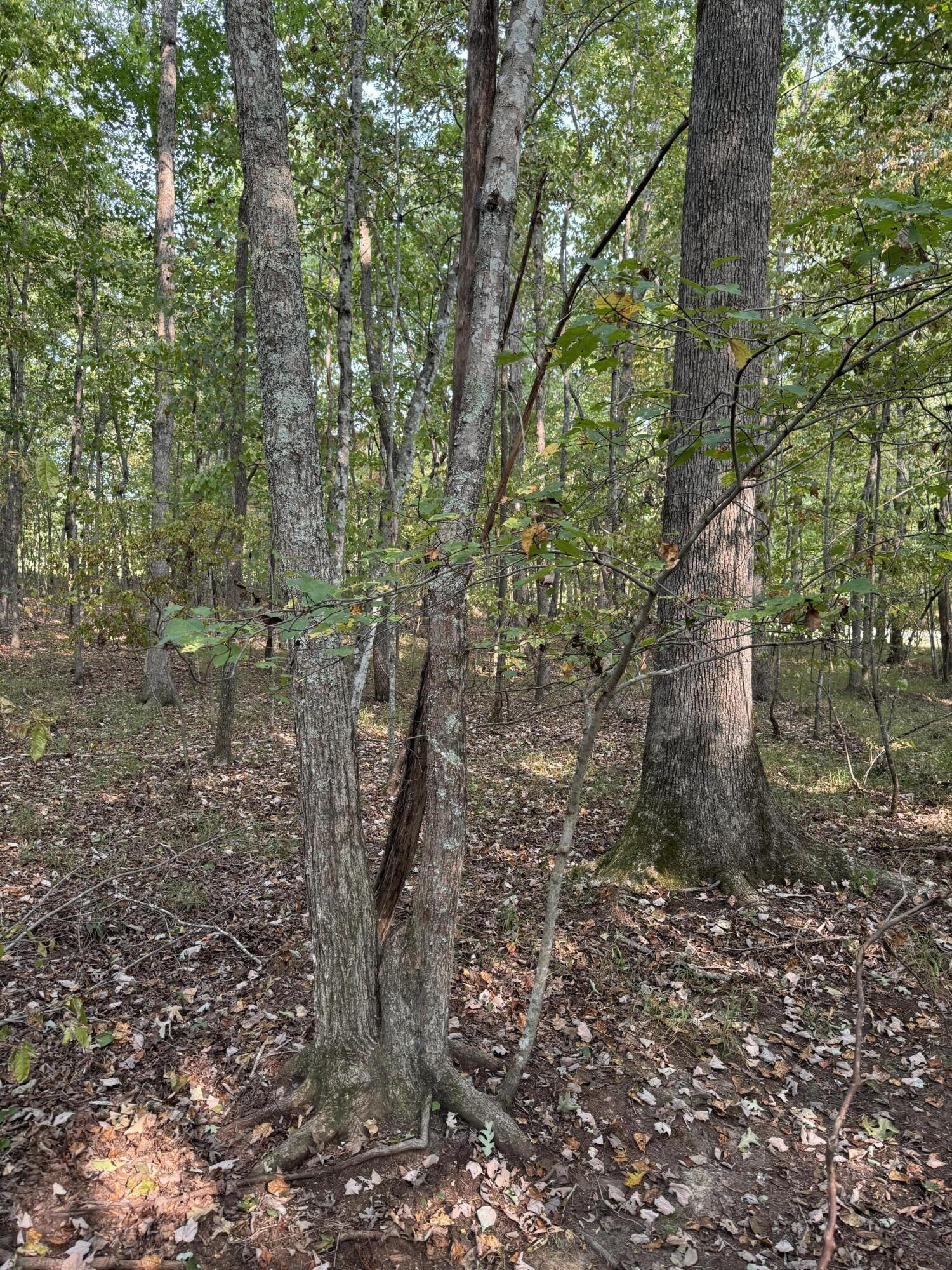 Lot 141 Camp Creek Circle, Spencer, Tennessee image 16