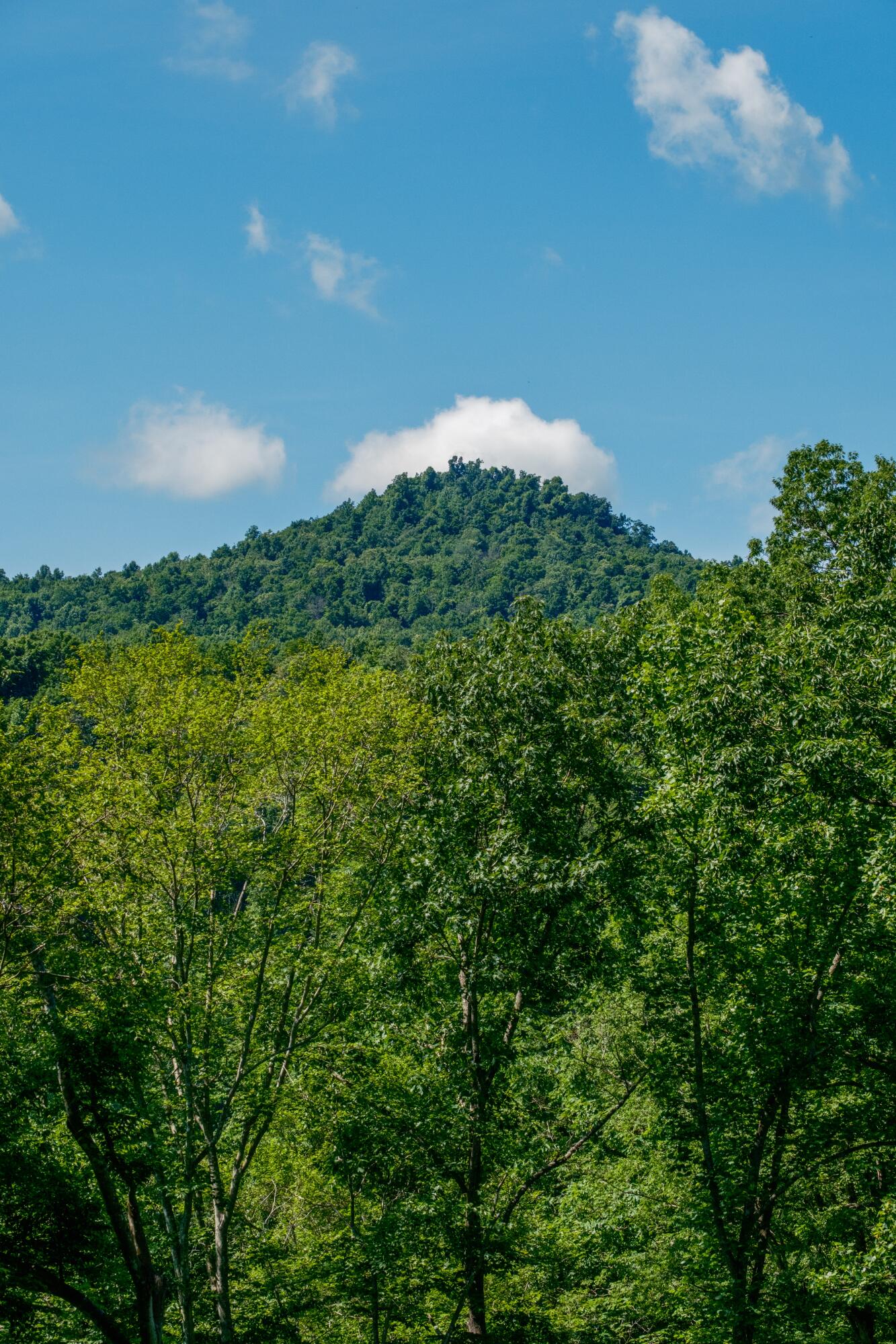 Tbd Puncheon Creek Lane, Livingston, Tennessee image 16