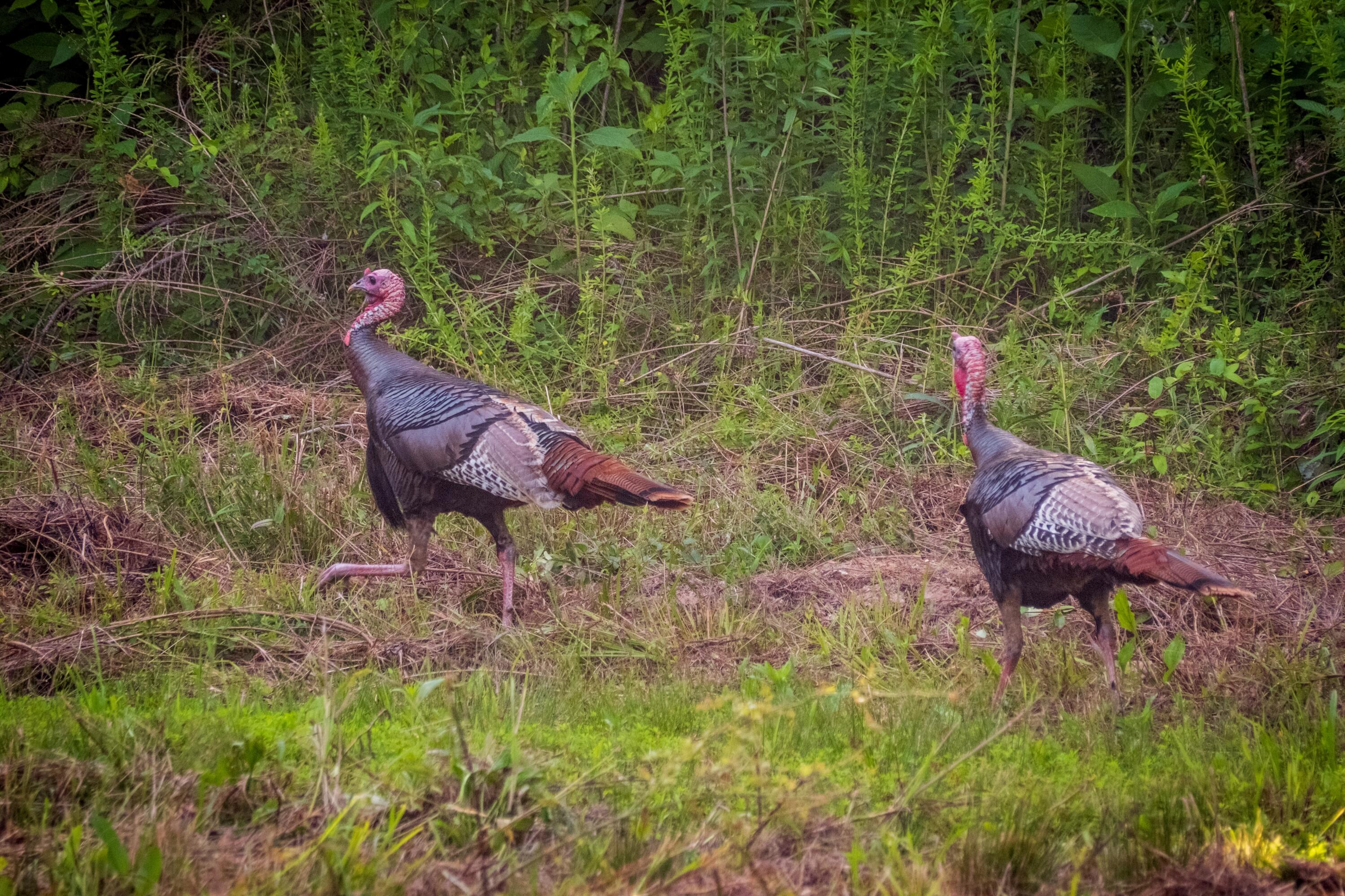 Tbd Puncheon Creek Lane, Livingston, Tennessee image 8