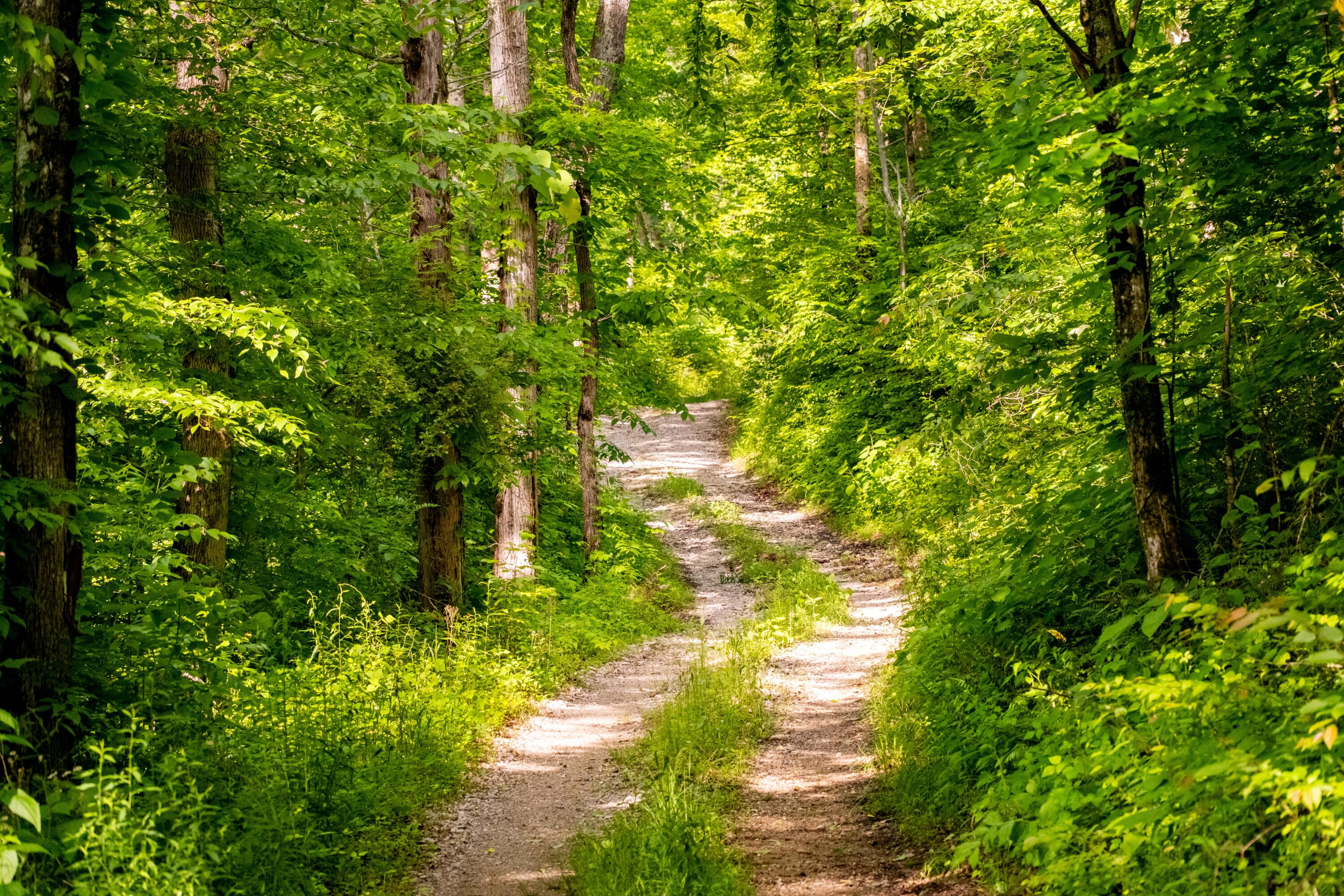 Tbd Puncheon Creek Lane, Livingston, Tennessee image 9