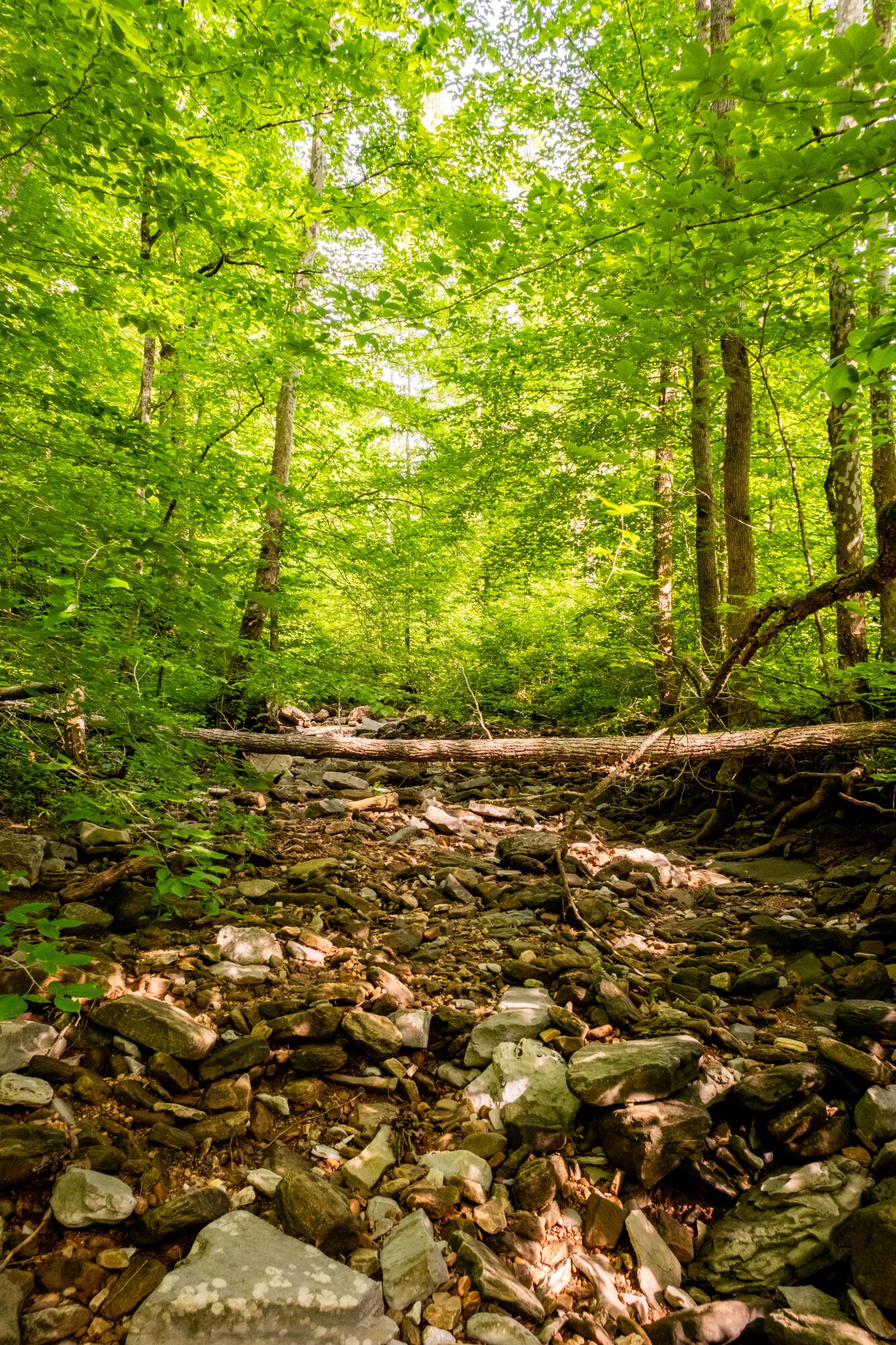 Tbd Puncheon Creek Lane, Livingston, Tennessee image 14