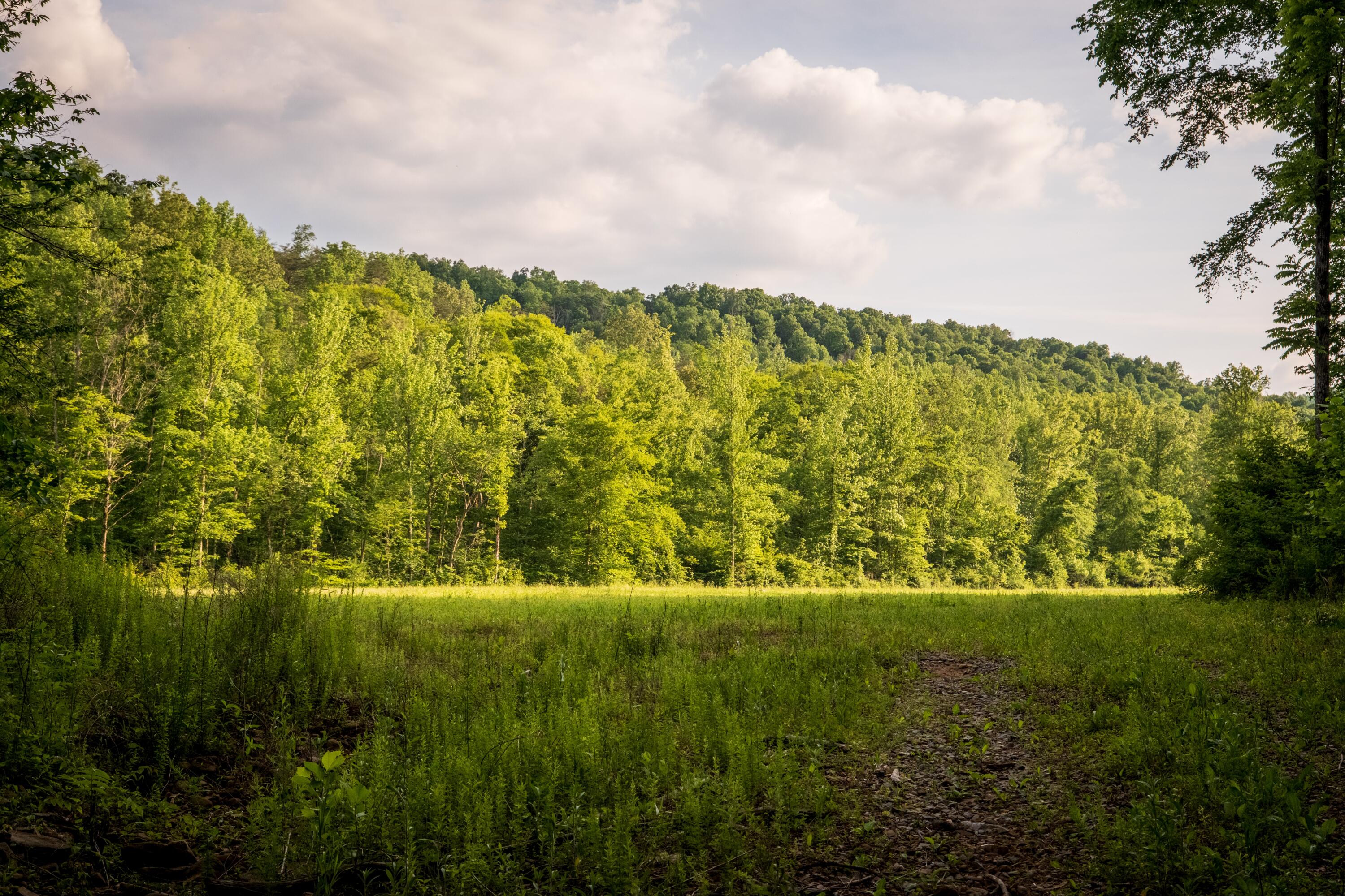 Tbd Puncheon Creek Lane, Livingston, Tennessee image 21