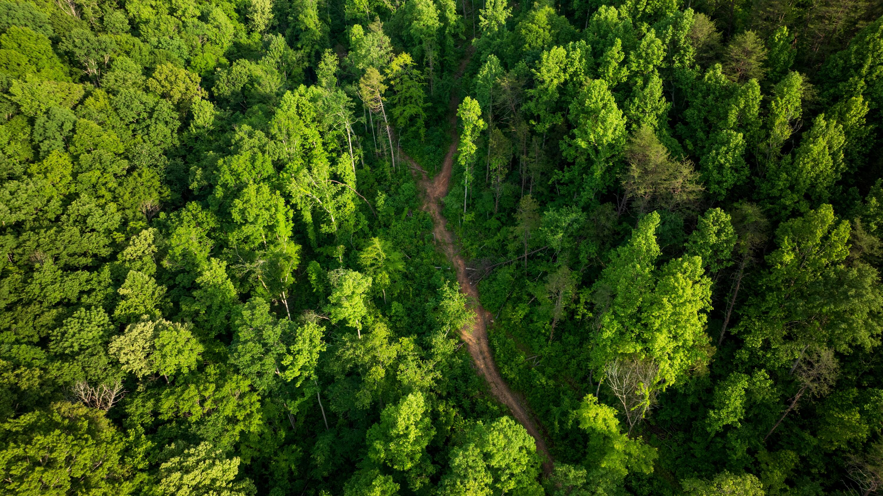 Tbd Puncheon Creek Lane, Livingston, Tennessee image 19