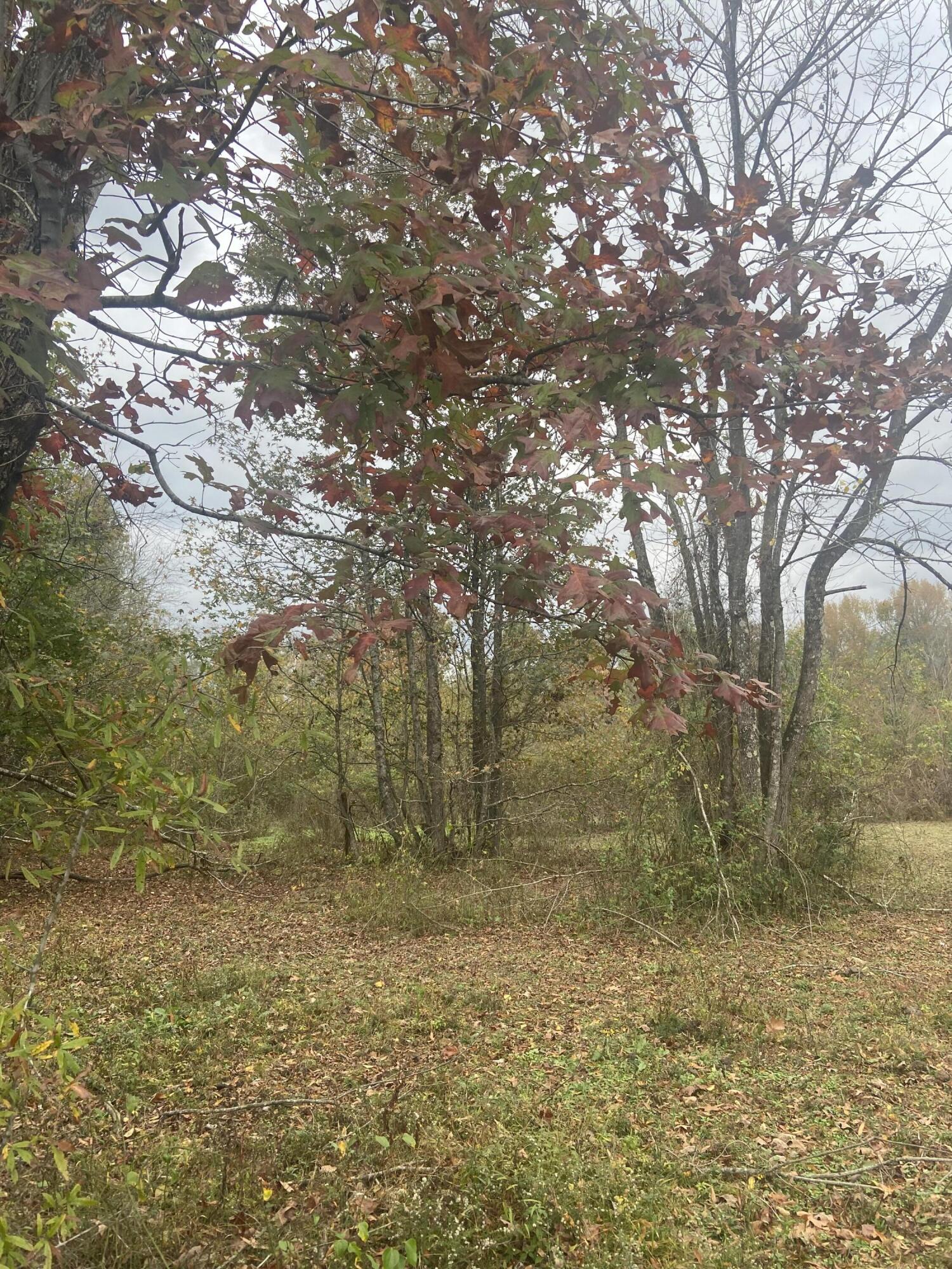 820 Mel Dixon Lane, Jasper, Tennessee image 13