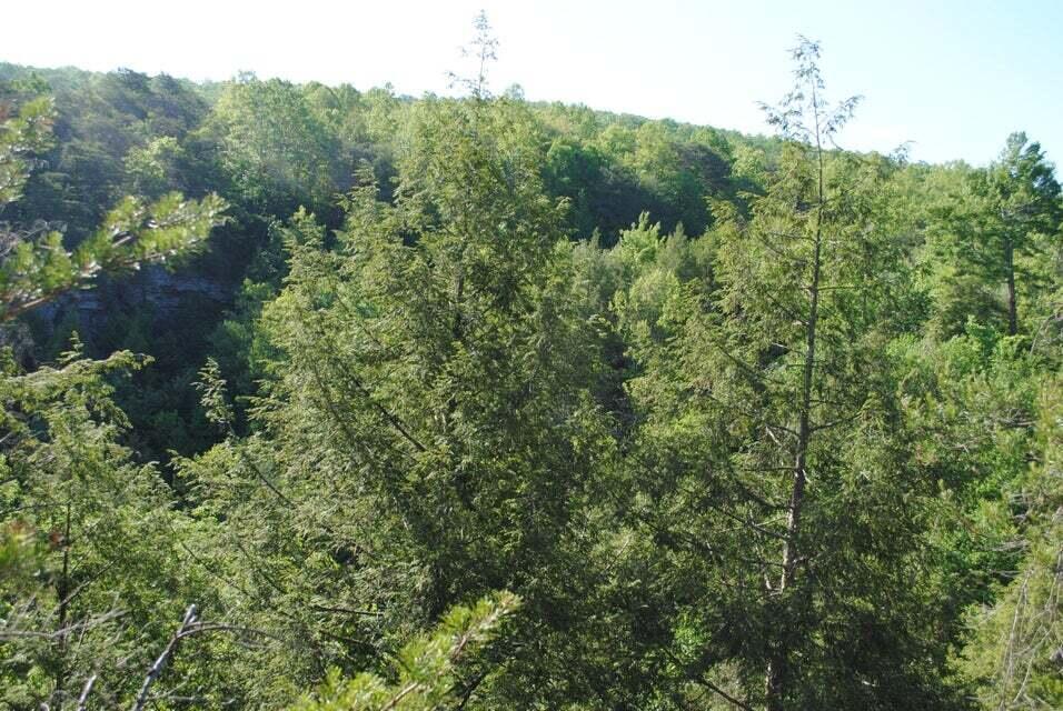 E Of Pocket Creek, Whitwell, Tennessee image 16
