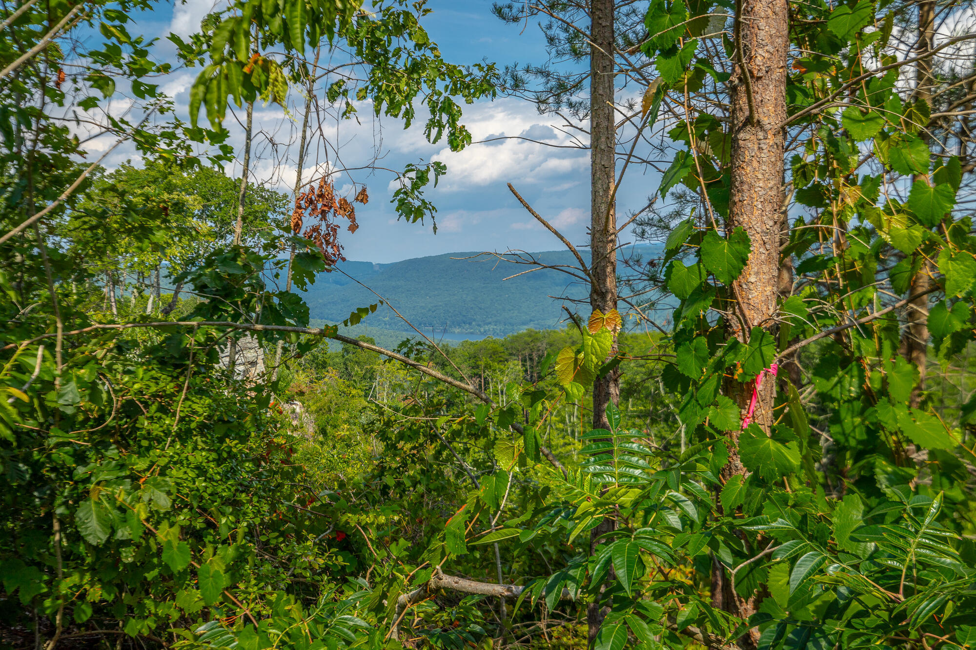Catfish View #LOT 1300, Guild, Tennessee image 23