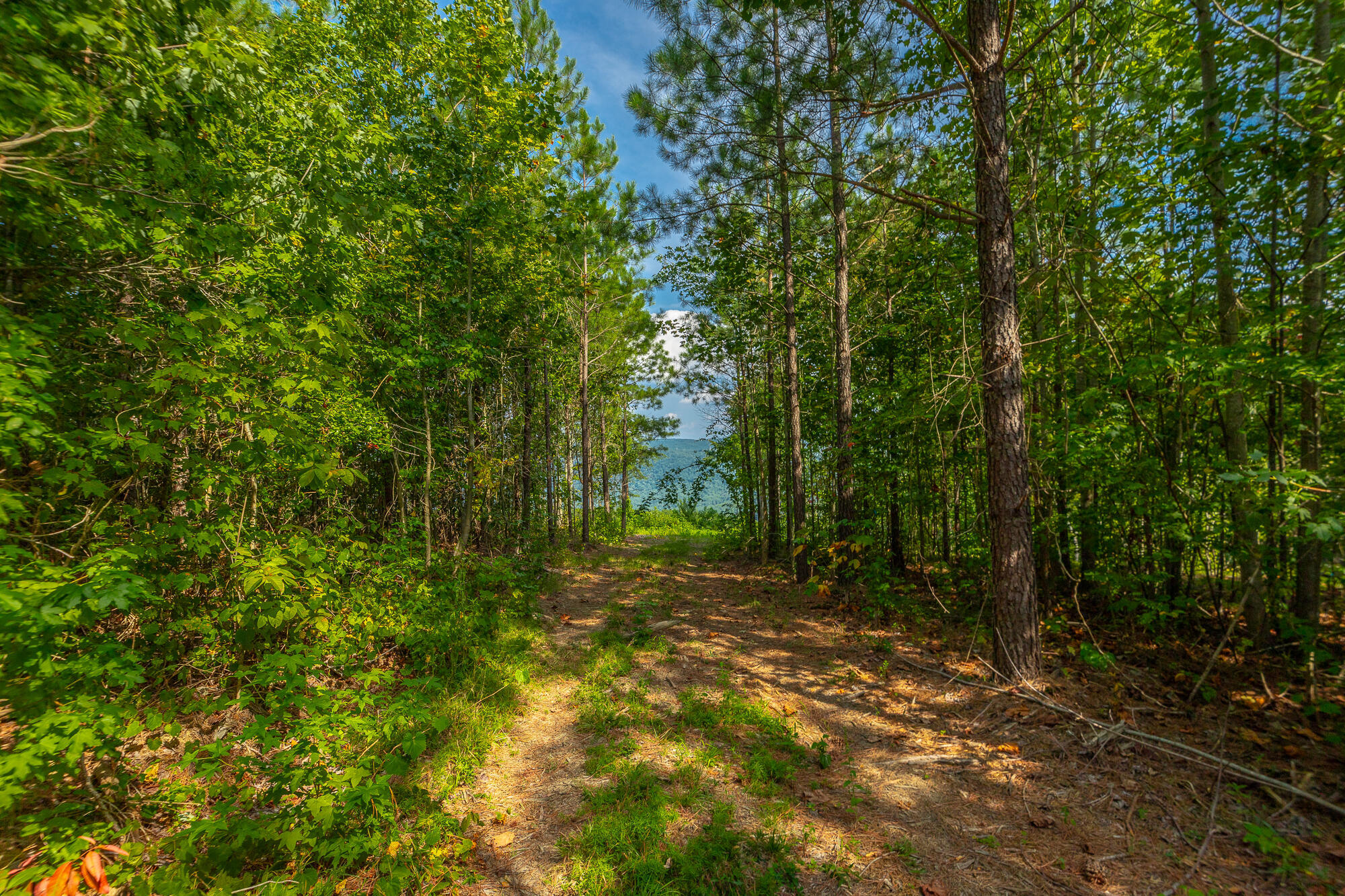 Catfish View #LOT 1300, Guild, Tennessee image 15