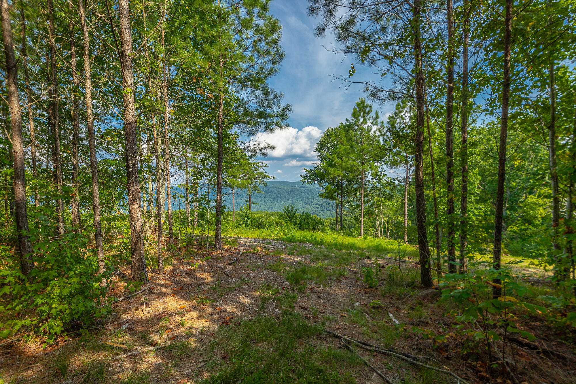 Catfish View #LOT 1300, Guild, Tennessee image 4