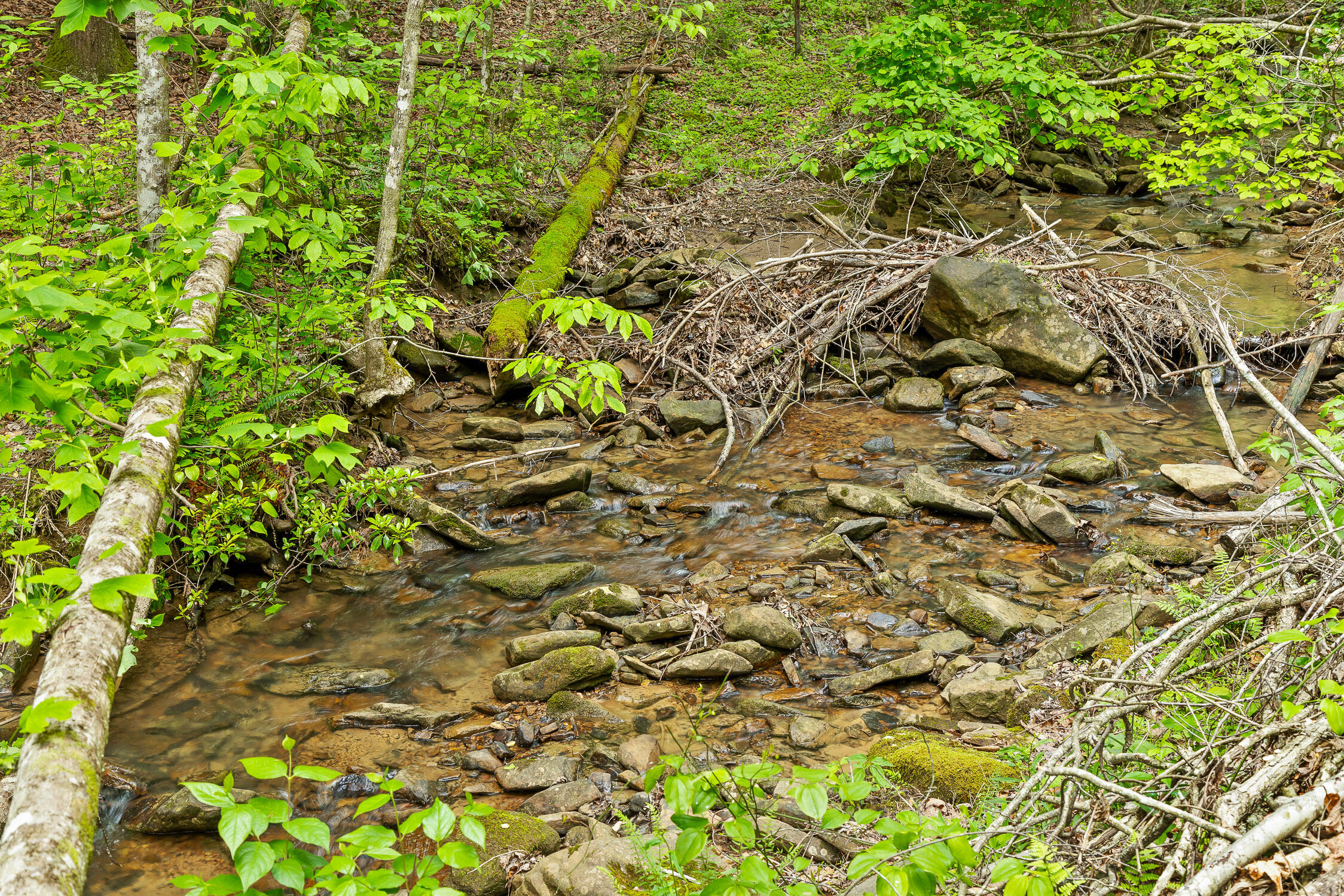 Dandy Road #LOT 13  14, Signal Mountain, Tennessee image 21