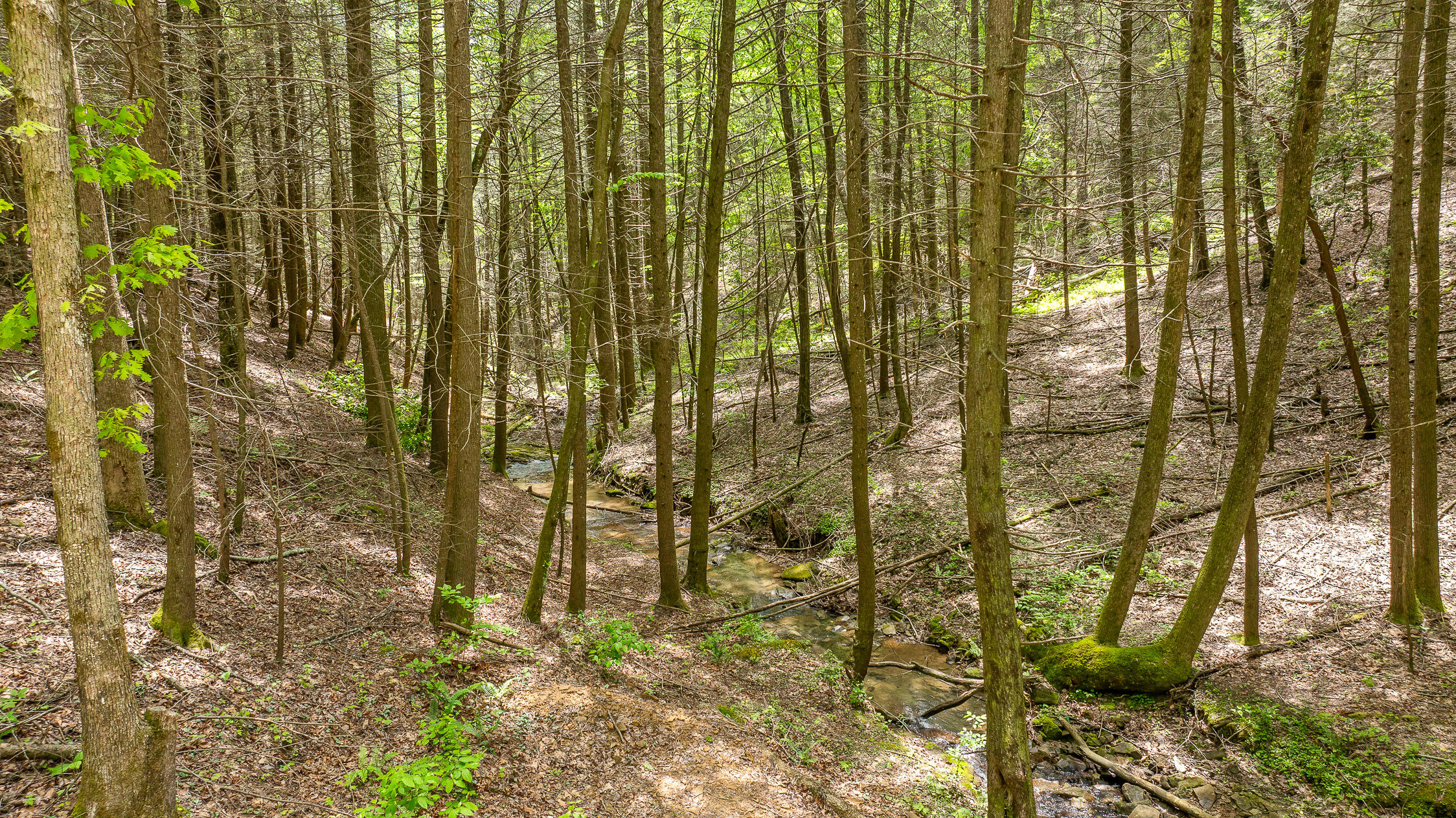 Dandy Road #LOT 13  14, Signal Mountain, Tennessee image 27