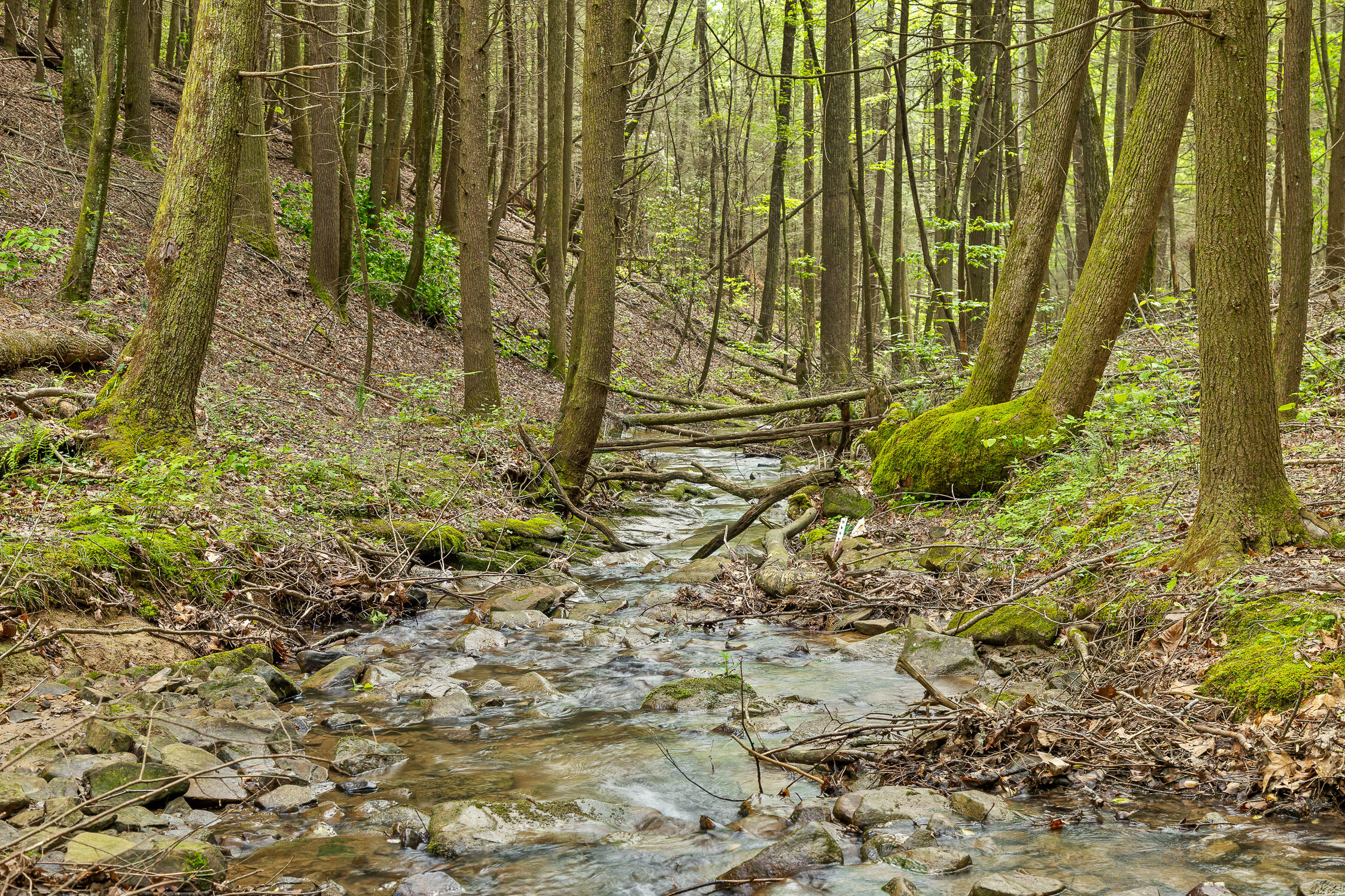 Dandy Road #LOT 13  14, Signal Mountain, Tennessee image 16
