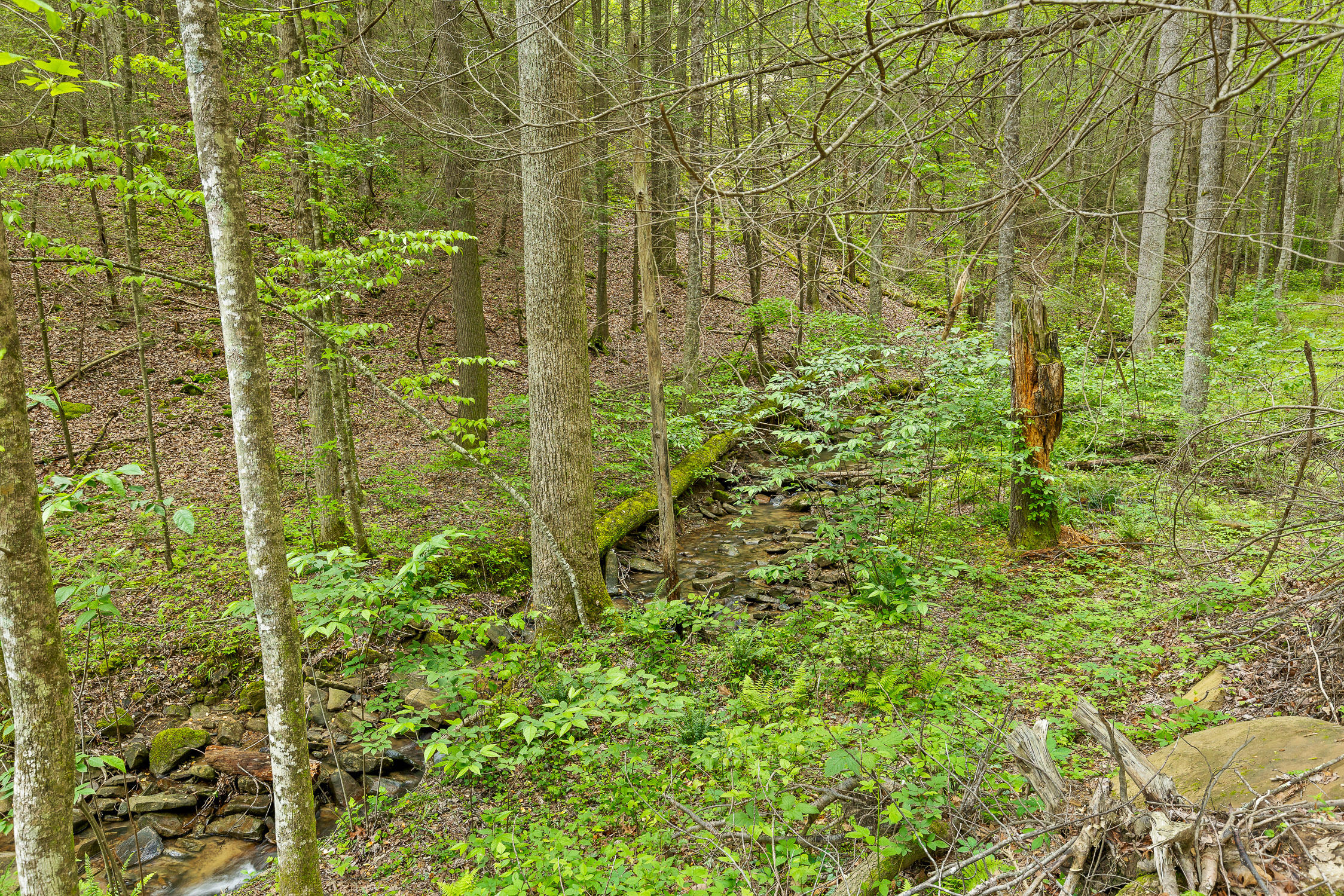 Dandy Road #LOT 13  14, Signal Mountain, Tennessee image 34