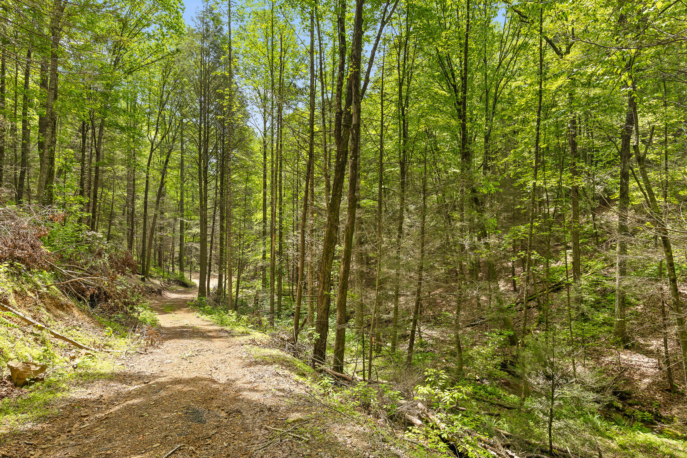 Dandy Road #LOT 13  14, Signal Mountain, Tennessee image 13
