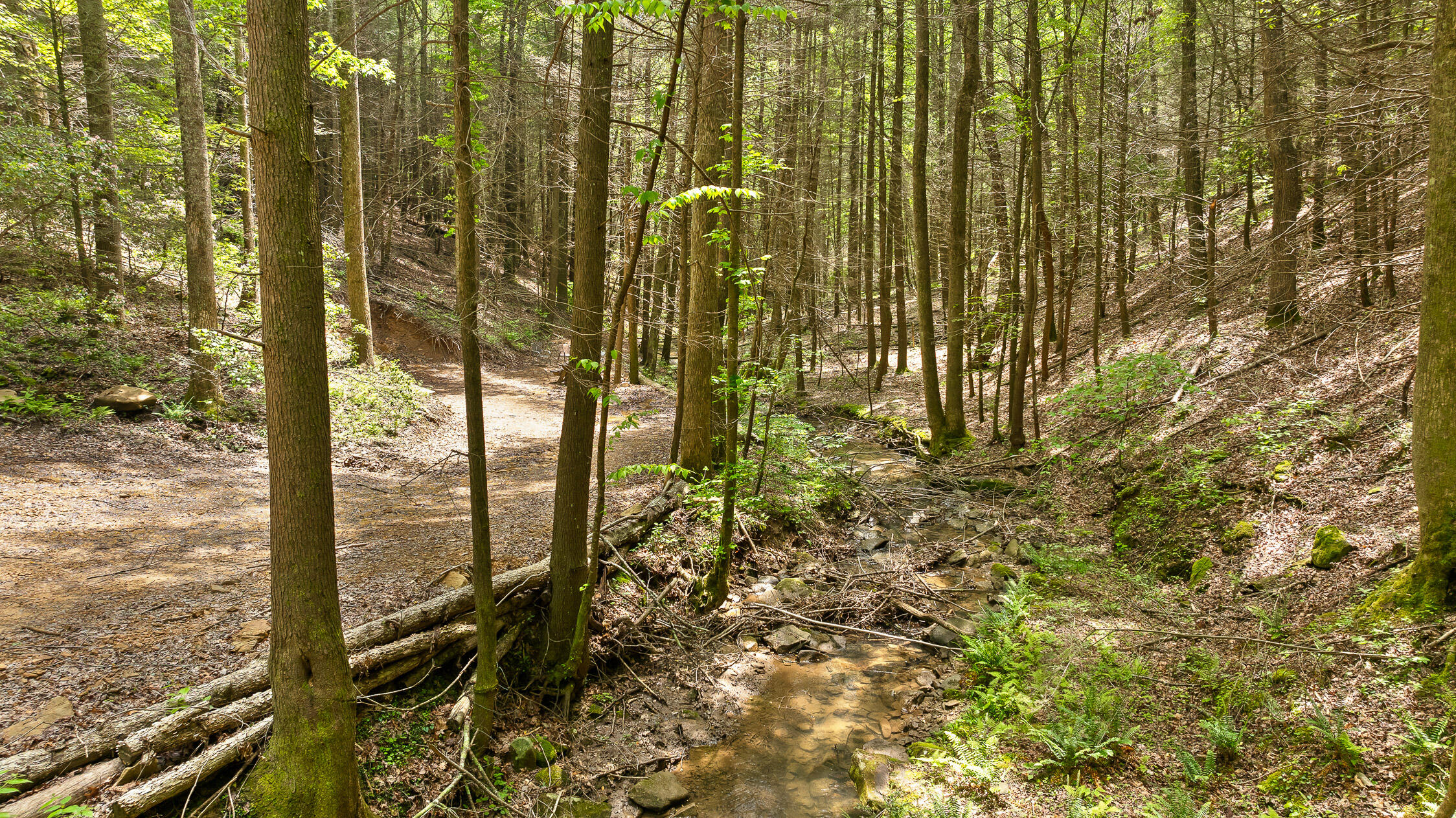 Dandy Road #LOT 13  14, Signal Mountain, Tennessee image 26