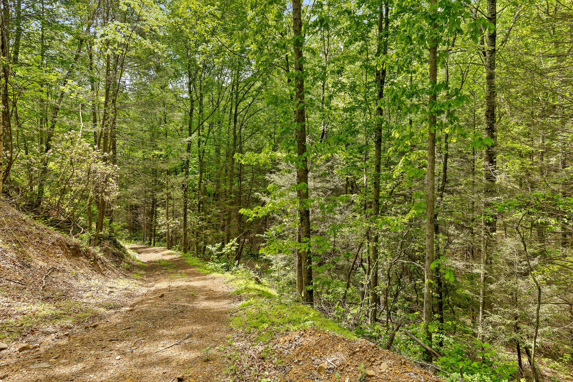 Dandy Road #LOT 13  14, Signal Mountain, Tennessee image 15