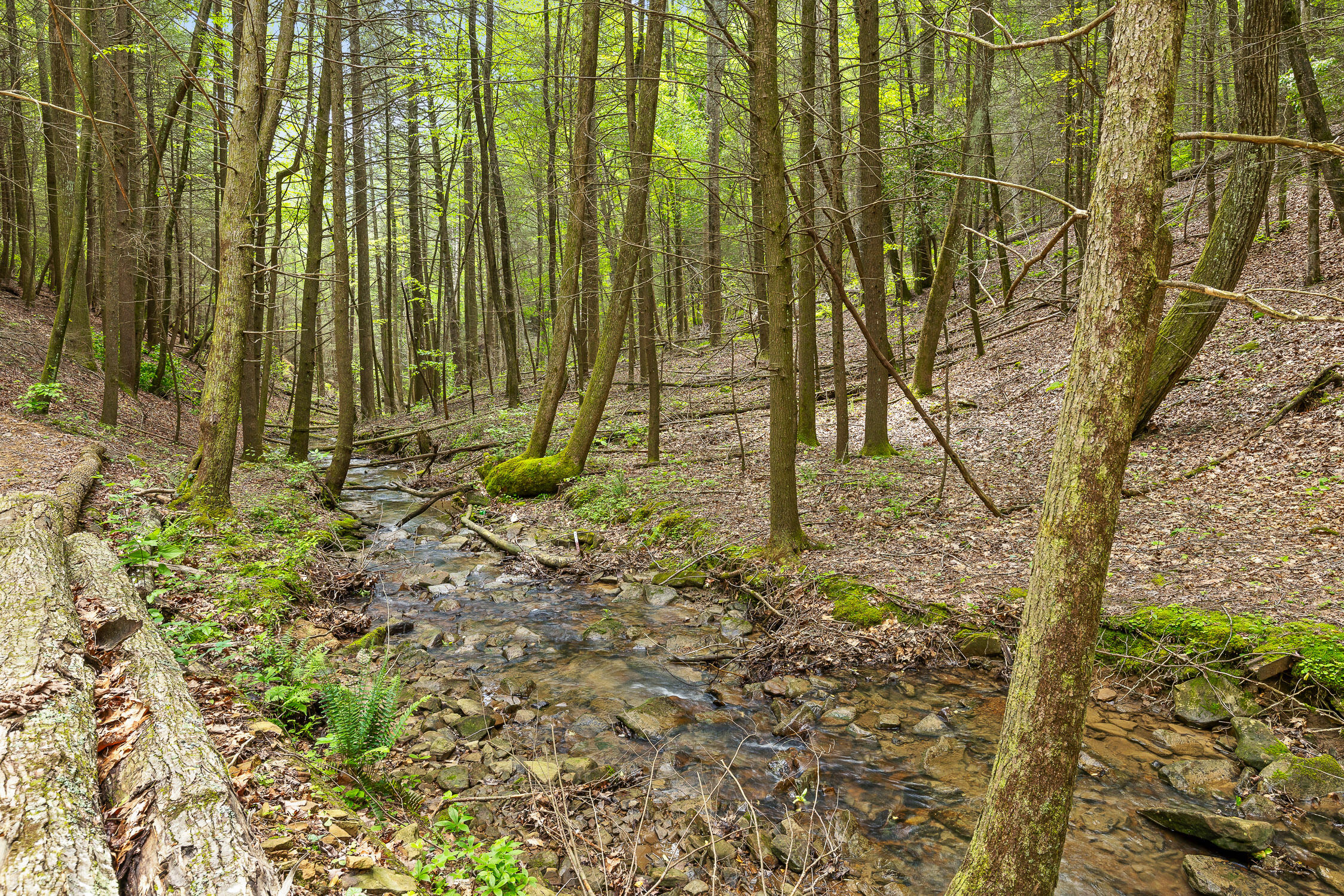 Dandy Road #LOT 13  14, Signal Mountain, Tennessee image 18