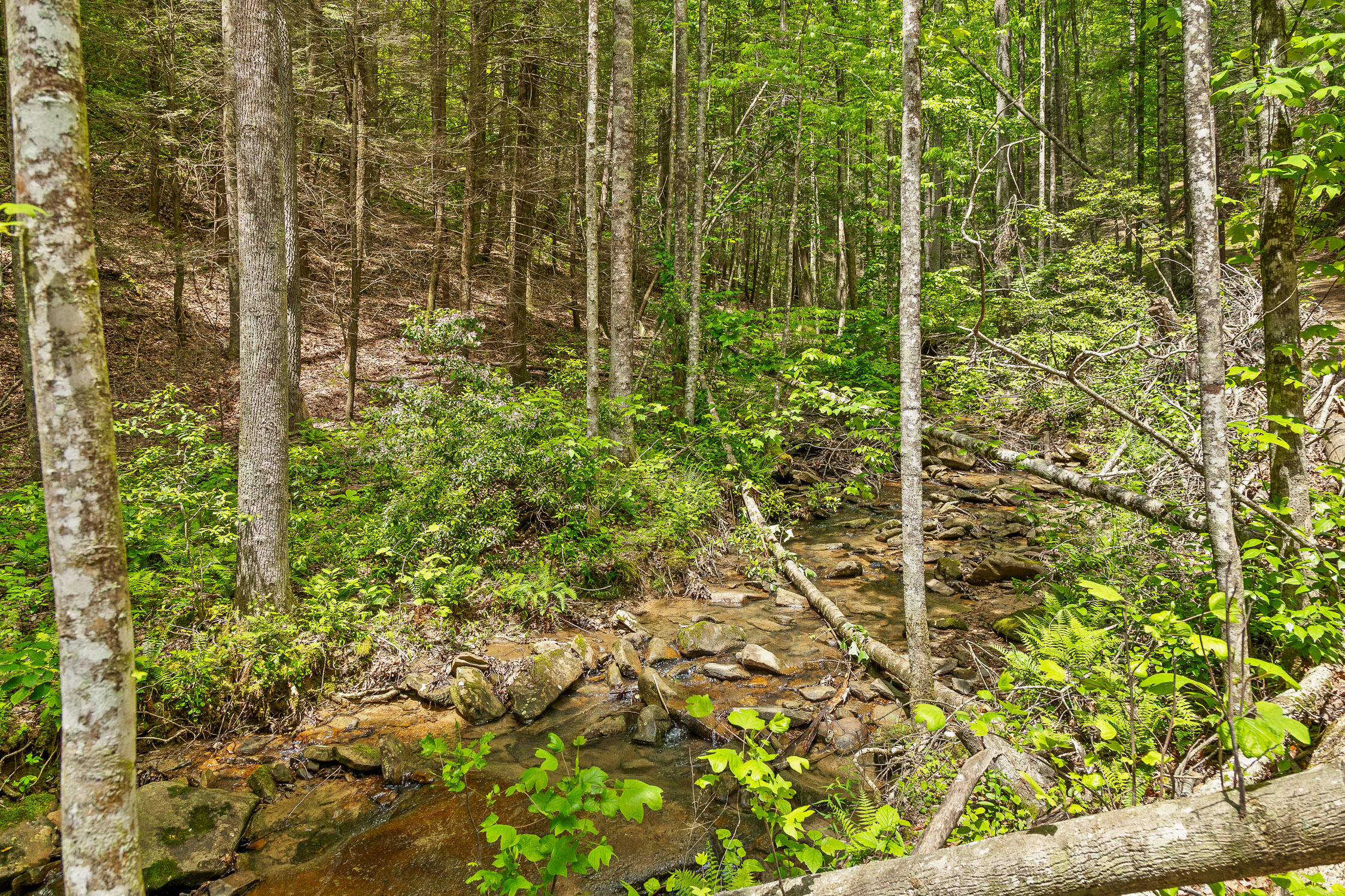 Dandy Road #LOT 13  14, Signal Mountain, Tennessee image 33
