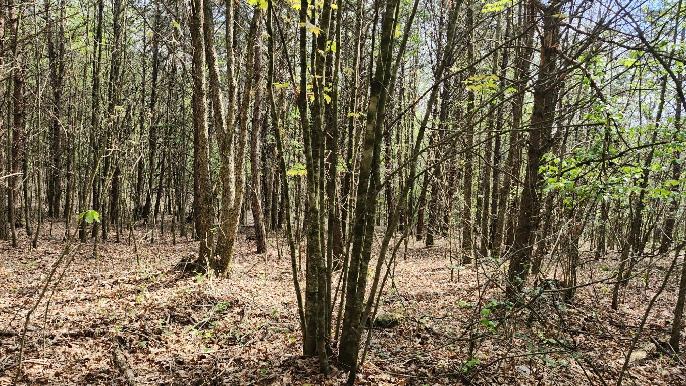 Old Holy Water Road #TRACT 2, Tracy City, Tennessee image 5