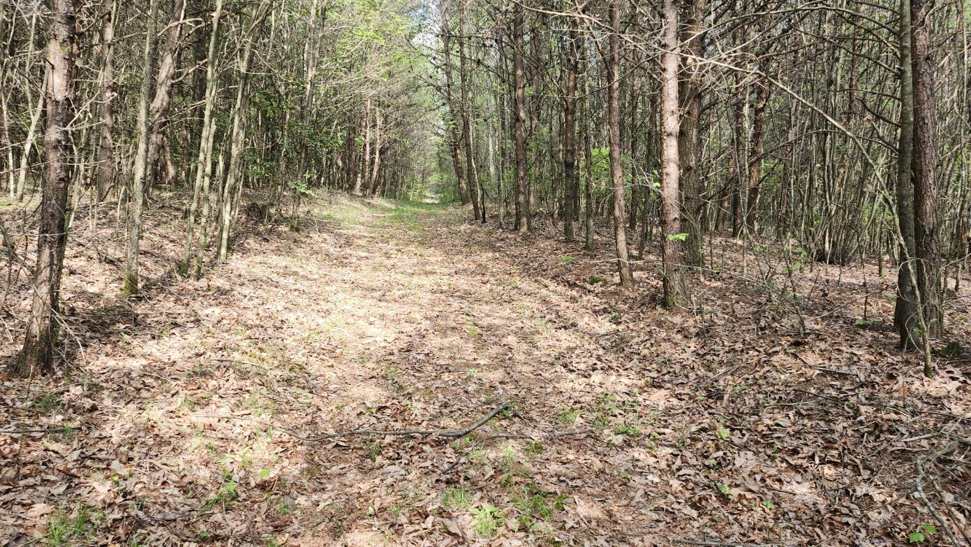 Old Holy Water Road #TRACT 2, Tracy City, Tennessee image 6