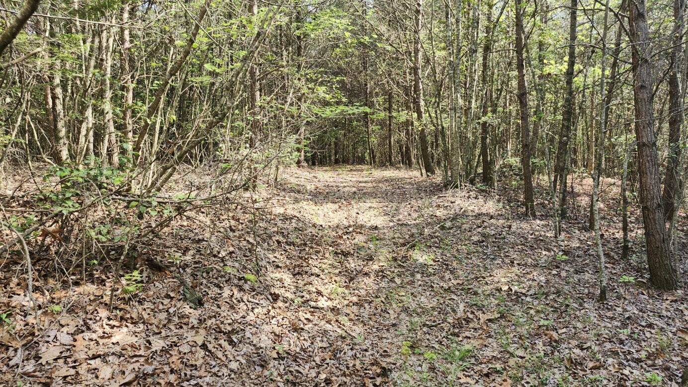 Old Holy Water Road #TRACT 2, Tracy City, Tennessee image 12