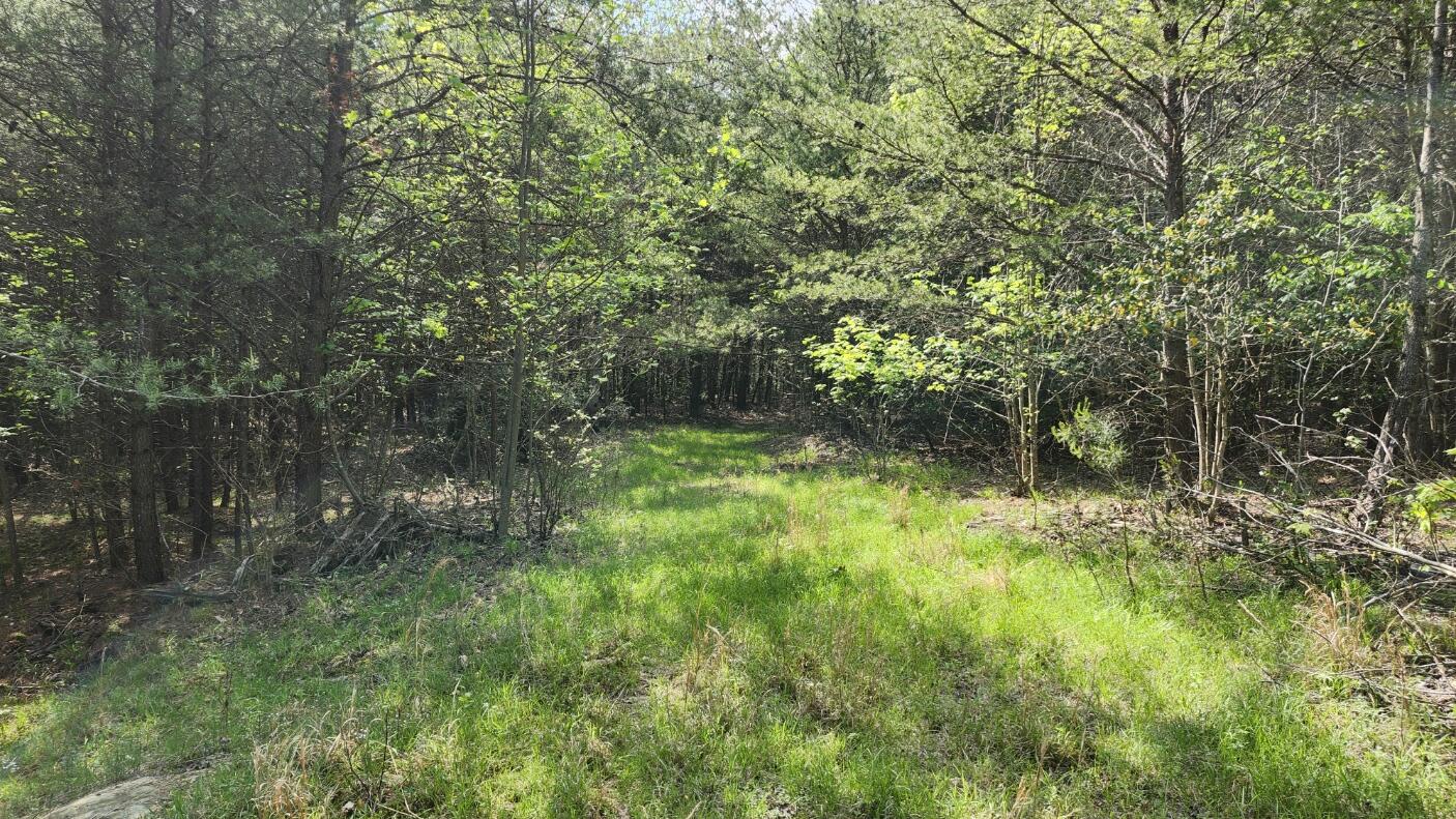 Old Holy Water Road #TRACT 2, Tracy City, Tennessee image 2