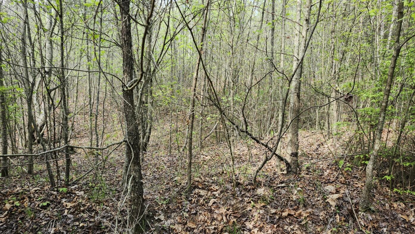 Old Holy Water Road #TRACT 2, Tracy City, Tennessee image 4