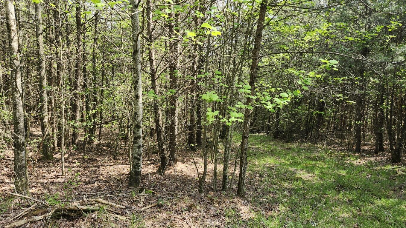 Old Holy Water Road #TRACT 2, Tracy City, Tennessee image 8