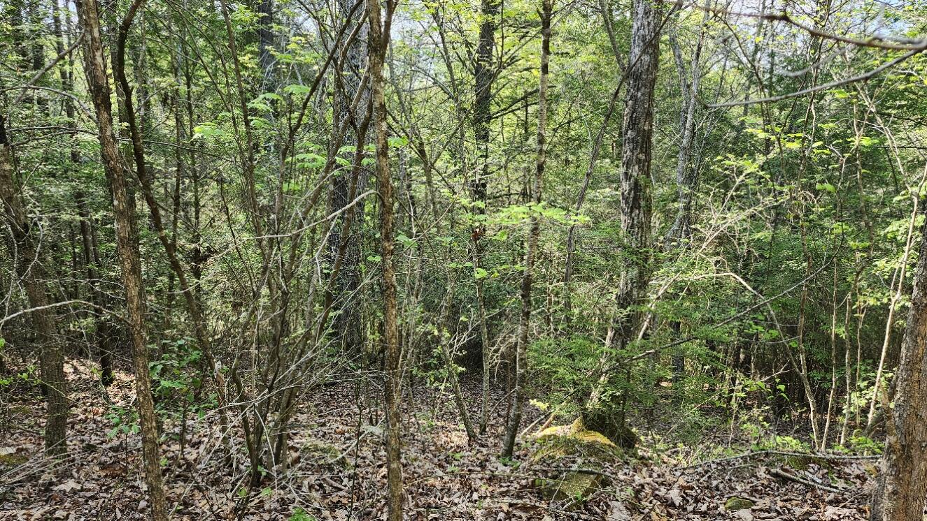 Old Holy Water Road #TRACT 2, Tracy City, Tennessee image 11
