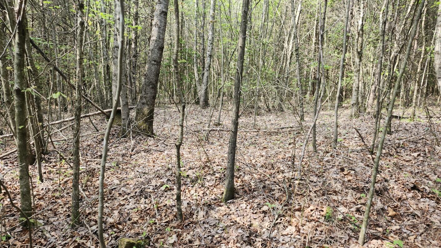 Old Holy Water Road #TRACT 2, Tracy City, Tennessee image 7