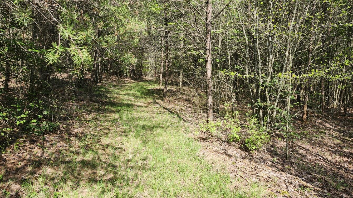 Old Holy Water Road #TRACT 2, Tracy City, Tennessee image 9