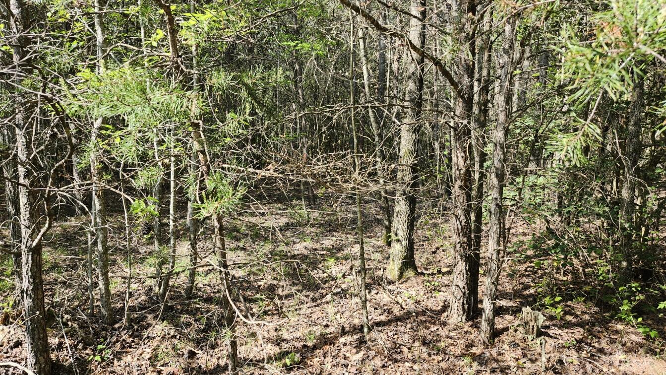Old Holy Water Road #TRACT 2, Tracy City, Tennessee image 10