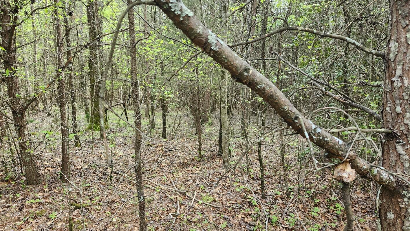 Old Holy Water Road #TRACT 2, Tracy City, Tennessee image 3