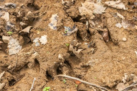 Tiny photo for 12 Sturgeon Creek Road, Cedar Hill, TN 37032 (MLS # 1527486)