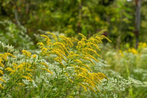 Tiny photo for 12 Sturgeon Creek Road, Cedar Hill, TN 37032 (MLS # 1527486)