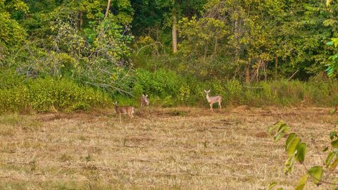 Tiny photo for 12 Sturgeon Creek Road, Cedar Hill, TN 37032 (MLS # 1527486)